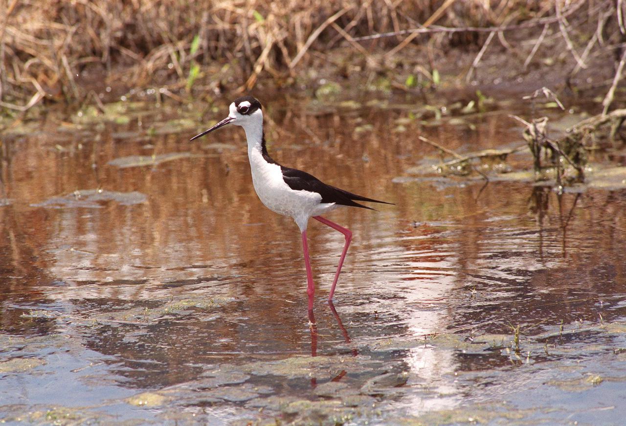 KENNEDY SPACE CENTER, FLA. -- In the waters of the Merritt Island National Wildlife Refuge, an adult black-necked stilt wades along the bank. Stilts are identified by a distinct head pattern of black and white, very long red legs, and a straight, very thin bill. They usually produce three or four brown-spotted buff eggs in a shallow depression lined with grass or shell fragments. In the nesting season they are particularly aggressive. Their habitat is salt marshes and shallow coastal bays from Delaware to northern South America in the East, and in the West freshwater marshes from Oregon and Saskatchewan to the Gulf Coast. The 92,000-acre wildlife refuge, which shares a boundary with Kennedy Space Center, is a habitat for more than 310 species of birds, 25 mammals, 117 fishes and 65 amphibians and reptiles. The marshes and open water of the refuge also provide wintering areas for 23 species of migratory waterfowl, as well as a year-round home for great blue herons, great egrets, wood storks, cormorants, brown pelicans and other species of marsh and shore birds