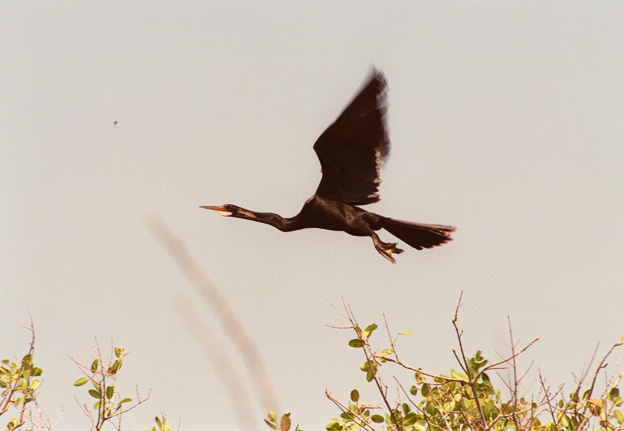 KENNEDY SPACE CENTER, FLA. -- In the Merritt Island National Wildlife Refuge, which shares a boundary with Kennedy Space Center, an anhinga takes flight. Anhingas inhabit frewshwater ponds and swamps with thick vegetation. They ranage from the Atlantic and gulf coasts from North Carolina to Texas, the Mississippi Valley north to Arkansas and Tennessee, and south to southern South America. They are also referred to as snakebirds because its body is submerged when swimming, showing only its head and long, slender neck above water. The 92,000-acre wildlife refuge is a habitat for more than 310 species of birds, 25 mammals, 117 fishes and 65 amphibians and reptiles. The marshes and open water of the refuge also provide wintering areas for 23 species of migratory waterfowl, as well as a year-round home for great blue herons, great egrets, wood storks, cormorants, brown pelicans and other species of marsh and shore birds