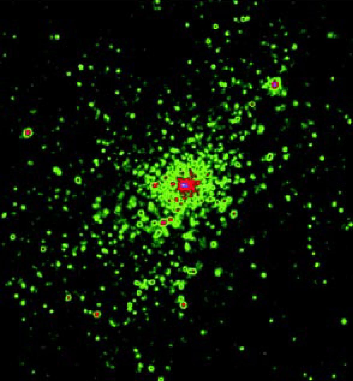 NGC 3603 is a bustling region of star birth in the Carina spiral arm of the Milky Way galaxy, about 20,000 light-years from Earth. For the first time, this Chandra image resolves the multitude of individual x-ray sources in this star-forming region. (The intensity of the x-rays observed by Chandra are depicted by the various colors in this image. Green represents lower intensity sources, while purple and red indicate increasing x-ray intensity.) Specifically, the Chandra image reveals dozens of extremely massive stars born in a burst of star formation about 2 million years ago. This region's activities may be indicative of what is happening in other distant "starburst" galaxies (bright galaxies flush with new stars). In the case of NGC 3603, scientists now believe that these x-rays are emitted from massive stars and stellar winds, since the stars are too young to have produced supernovae or have evolved into neutron stars. The Chandra observations of NGC 3603 may provide new clues about x-ray emission in starburst galaxies as well as star formation itself. (Photo credit: NASA/GSFC/M. Corcoran et al)