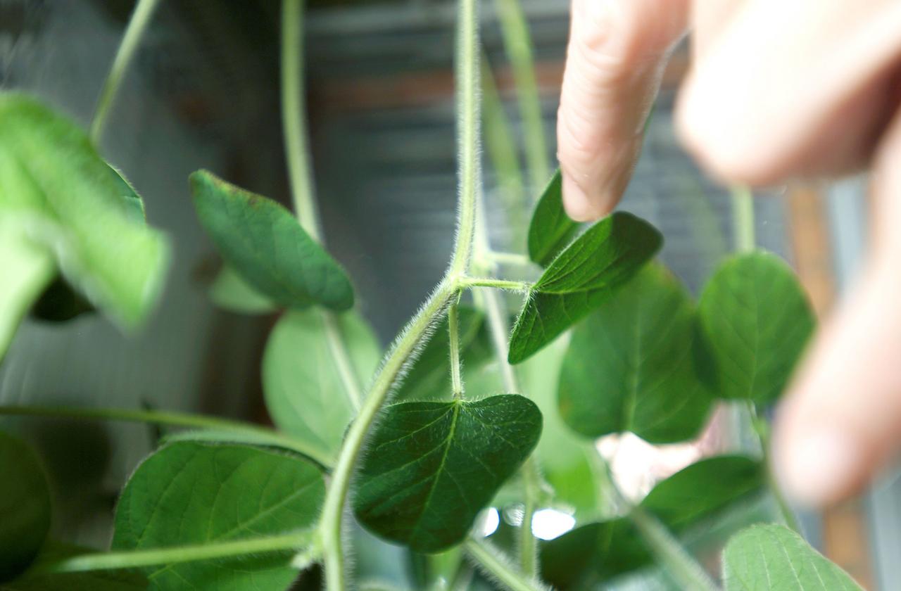 This is a photo of soybeans growing in the Advanced Astroculture (ADVASC) Experiment aboard the International Space Station (ISS). The ADVASC experiment was one of the several new experiments and science facilities delivered to the ISS by Expedition Five aboard the Space Shuttle Orbiter Endeavor STS-111 mission. An agricultural seed company will grow soybeans in the ADVASC hardware to determine whether soybean plants can produce seeds in a microgravity environment. Secondary objectives include determination of the chemical characteristics of the seed in space and any microgravity impact on the plant growth cycle. Station science will also be conducted by the ever-present ground crew, with a new cadre of controllers for Expedition Five in the ISS Payload Operations Control Center (POCC) at NASA's Marshall Space Flight Center in Huntsville, Alabama. Controllers work in three shifts around the clock, 7 days a week, in the POCC, the world's primary science command post for the Space Station. The POCC links Earth-bound researchers around the world with their experiments and crew aboard the Space Station.