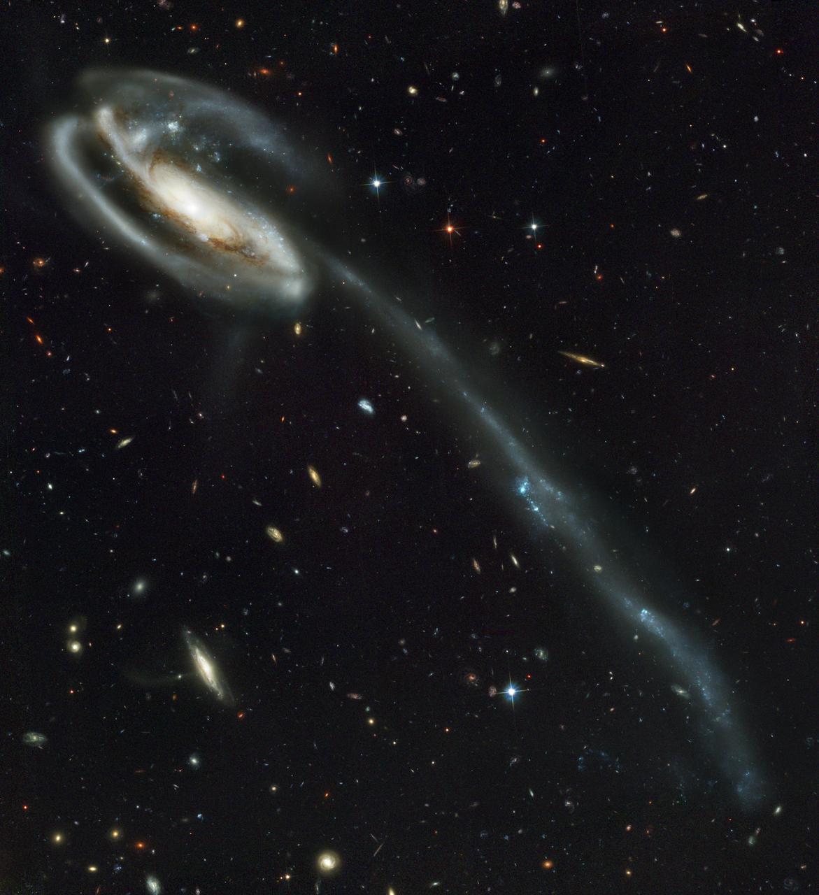 This picture of the galaxy UGC 10214 was was taken by the Advanced Camera for Surveys (ACS), which was installed aboard the Hubble Space Telescope (HST) in March 2002 during HST Servicing Mission 3B (STS-109 mission). Dubbed the "Tadpole," this spiral galaxy is unlike the textbook images of stately galaxies. Its distorted shape was caused by a small interloper, a very blue, compact galaxy visible in the upper left corner of the more massive Tadpole. The Tadpole resides about 420 million light-years away in the constellation Draco. Seen shining through the Tadpole's disk, the tiny intruder is likely a hit-and-run galaxy that is now leaving the scene of the accident. Strong gravitational forces from the interaction created the long tail of debris, consisting of stars and gas that stretch our more than 280,000 light-years. The galactic carnage and torrent of star birth are playing out against a spectacular backdrop: a "wallpaper pattern" of 6,000 galaxies. These galaxies represent twice the number of those discovered in the legendary Hubble Deep Field, the orbiting observatory's "deepest" view of the heavens, taken in 1995 by the Wide Field and planetary camera 2. The ACS picture, however, was taken in one-twelfth of the time it took to observe the original HST Deep Field. In blue light, ACS sees even fainter objects than were seen in the "deep field." The galaxies in the ACS picture, like those in the deep field, stretch back to nearly the begirning of time. Credit: NASA, H. Ford (JHU), G. Illingworth (USCS/LO), M. Clampin (STScI), G. Hartig (STScI), the ACS Science Team, and ESA.