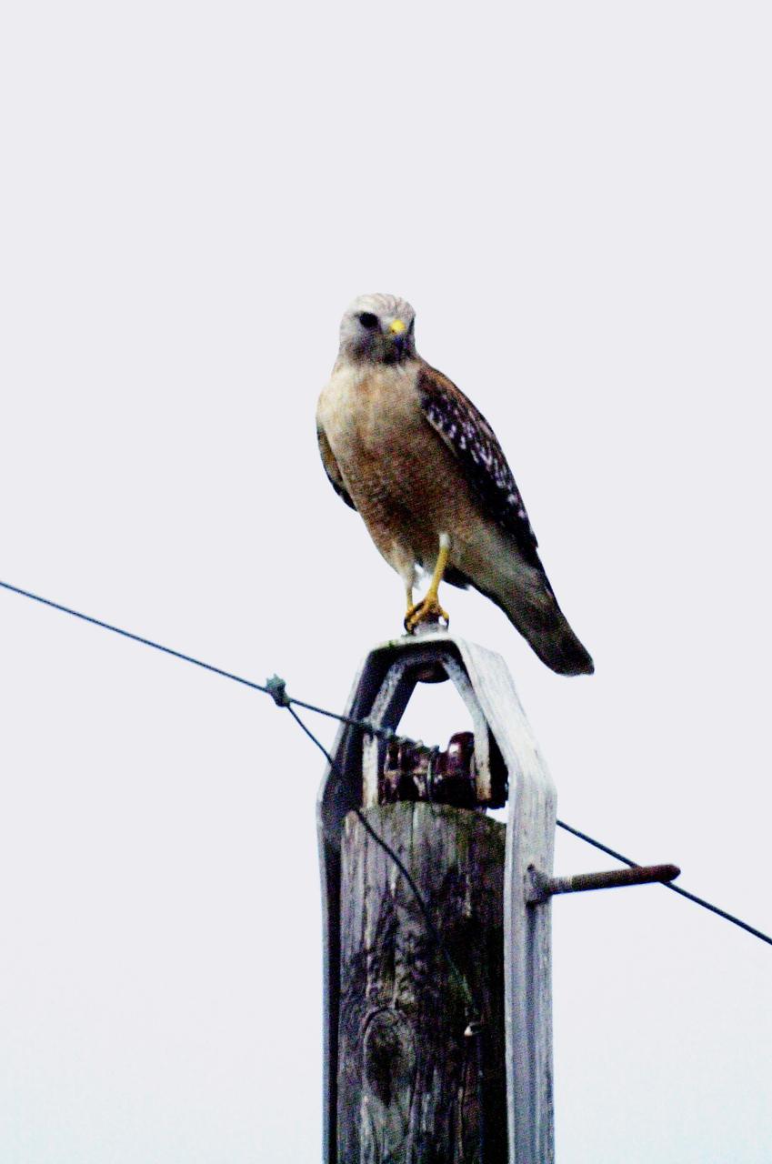 KENNEDY SPACE CENTER, FLA. --  Perched on a utility pole at Kennedy Space Center, this hawk-like bird is likely a young Short-Tailed Hawk, whose range is Central to South Florida.  Its habitat is chiefly cypress and mangrove swamps.  Its diet includes rodents, lizards and insects