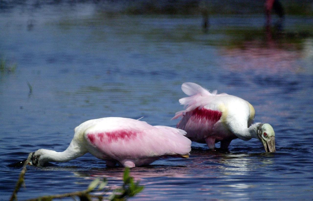 KENNEDY SPACE CENTER, FLA. --  In a lake near Kennedy Space Center, a pair of Roseate Spoonbills search the water for food.   They obtain food by sweeping their broad bills from side to side.  This species inhabits mangroves, ranging from the coasts of southern Florida and Texas (sometimes Louisiana), the West Indies, Mexico and Central and South America. 