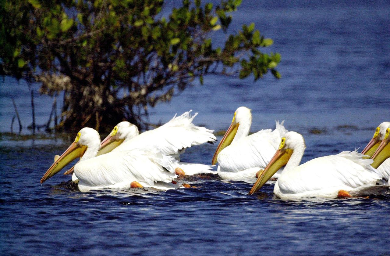 KENNEDY SPACE CENTER, FLA. --  White pelicans swim gracefully on the blue water of this lake near Kennedy Space Center.   Found from British Columbia south to western Ontario, California and the Texas coast, White Pelicans winter from Florida south to Panama.  They prefer marshy lakes and coastal regions, and winter chiefly in coastal lagoons