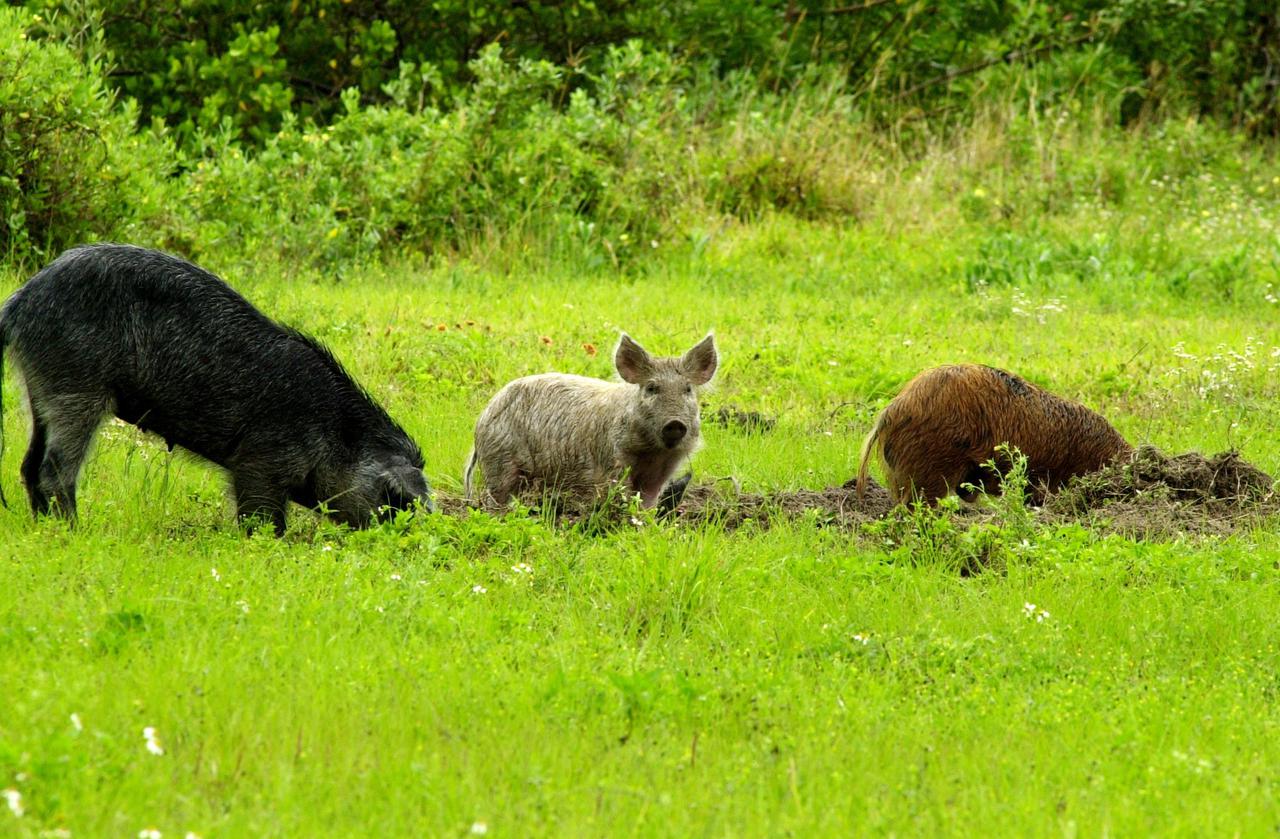 KENNEDY SPACE CENTER, FLA. --  Feral pigs dig for food on grounds near Kennedy Space Center.  Not a native in the environment, the hogs are believed to be descendants from the pigs brought to Florida by the early Spanish explorers. Without many predators other than human, the pigs have flourished