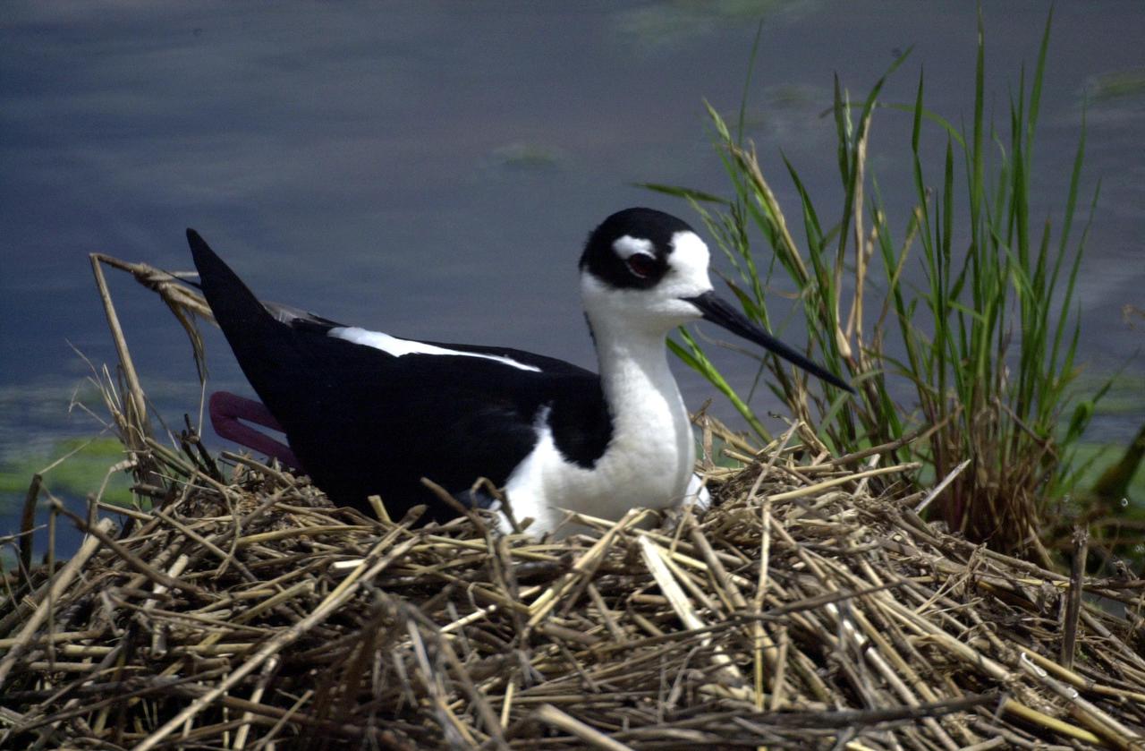 KENNEDY SPACE CENTER, FLA. -- A Black-necked Stilt lies on her nest in wetlands near KSC. Distinctive with its black and white coloring, the species also can be identified by its very long red legs and very thin, long black bill. These stilts inhabit salt marshes and shallow coastal bays in the East
