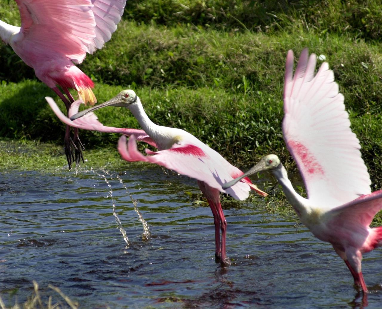 KENNEDY SPACE CENTER, FLA. --  Several Roseate Spoonbills take flight from a pond near KSC. The birds, named for their brilliant pink color and paddle-shaped bill, usually feed in shallow water by swinging their bill back and forth, scooping up small fish and crustaceans.  They typically inhabit mangroves on the coasts of southern Florida, Louisiana and Texas. [Photo by Mike Brown] 