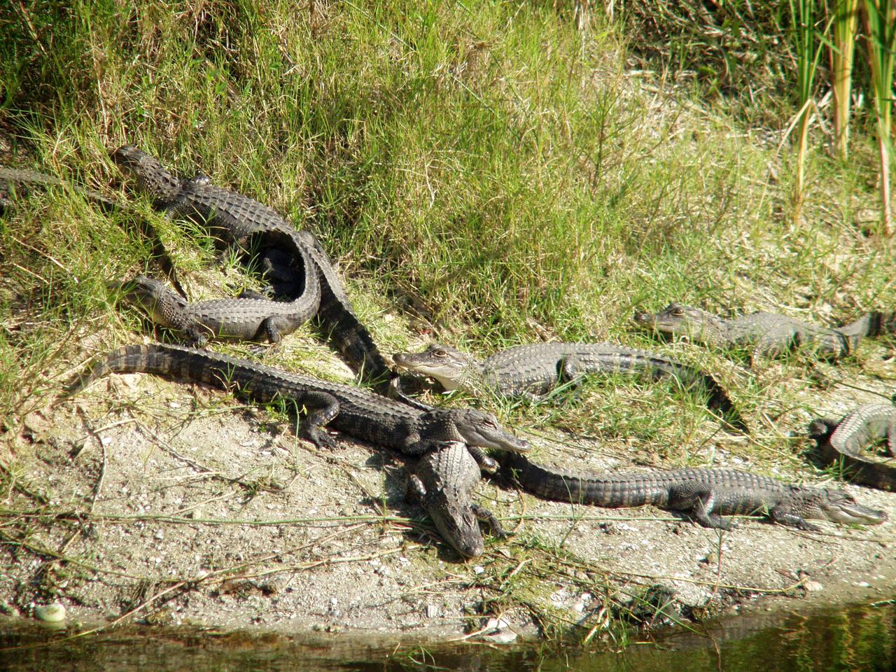 KENNEDY SPACE CENTER, FLA. --  Young alligators share grassy space beside a body of water on KSC.   The Center shares a boundary with the Merritt Island National Wildlife Refuge, which harbors nearly 5,000 American alligators.  Some of those gators can be seen in the canals and ponds around KSC.  The refuge is also habitat for more than 310 species of birds, 25 mammals, 117 fishes and 65 amphibians and reptiles.  The open water provides wintering areas for 23 species of migratory waterfowl and a year-round home for great blue herons, great egrets, wood storks, cormorants, brown pelicans and other species of marsh and shore birds.
