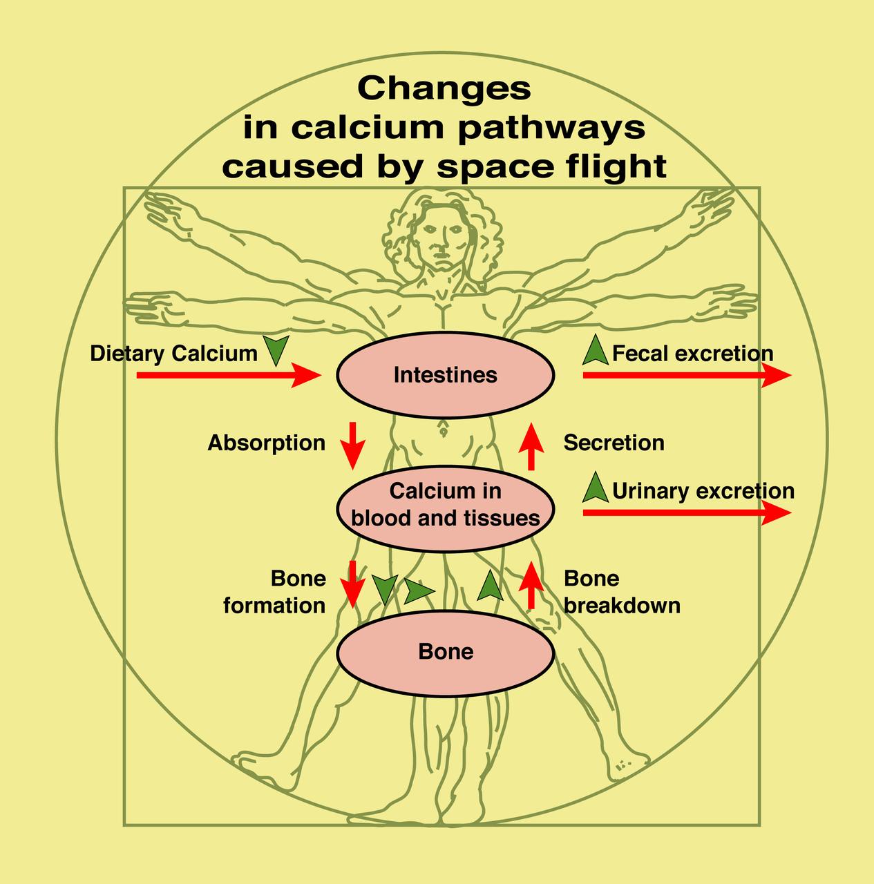 This diagram shows the normal pathways of calcium movement in the body and indicates changes (green arrows) seen during preliminary space flight experiments. Calcium plays a central role because 1) it gives strength and structure to bone and 2) all types of cells require it to function normally. To better understand how and why weightlessness induces bone loss, astronauts have participated in a study of calcium kinetics -- that is, the movement of calcium through the body, including absorption from food, and its role in the formation and breakdown of bone.
