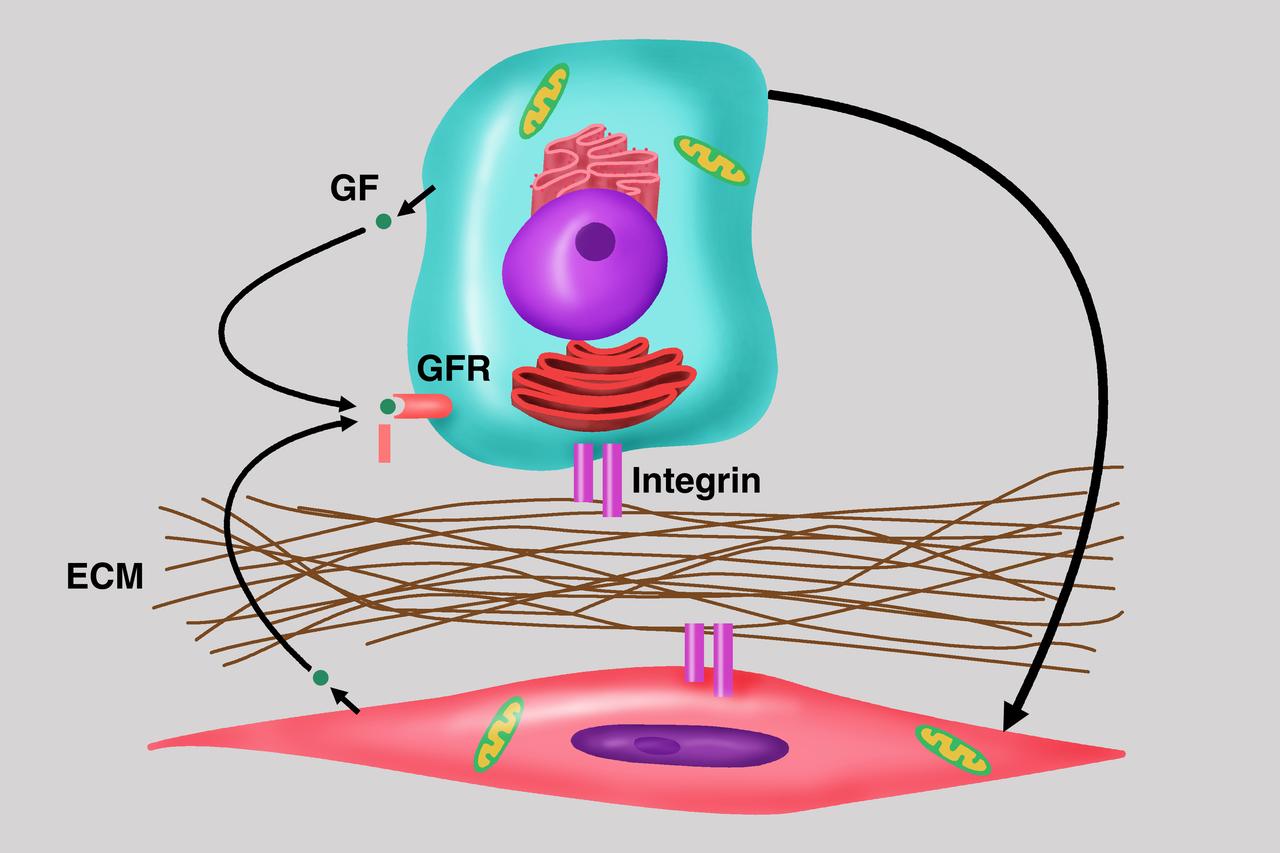 Diagram depicts the importance of cell-cell communication as central to the understanding of cancer growth and progression, the focus of the NASA bioreactor demonstration system (BDS-05) investigation. Microgravity studies will allow us to unravel the signaling and communication between these cells with the host and potential development of therapies for the treatment of cancer metastasis. The NASA Bioreactor provides a low turbulence culture environment which promotes the formation of large, three-dimensional cell clusters. Due to their high level of cellular organization and specialization, samples constructed in the bioreactor more closely resemble the original tumor or tissue found in the body. The Bioreactor is rotated to provide gentle mixing of fresh and spent nutrient without inducing shear forces that would damage the cells. The work is sponsored by NASA's Office of Biological and Physical Research. The bioreactor is managed by the Biotechnology Cell Science Program at NASA's Johnson Space Center (JSC). NASA-sponsored bioreactor research has been instrumental in helping scientists to better understand normal and cancerous tissue development. In cooperation with the medical community, the bioreactor design is being used to prepare better models of human colon, prostate, breast and ovarian tumors. Cartilage, bone marrow, heart muscle, skeletal muscle, pancreatic islet cells, liver and kidney are just a few of the normal tissues being cultured in rotating bioreactors by investigators. Credit: Emory University.
