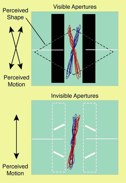 One concern about human adaptation to space is how returning from the microgravity of orbit to Earth can affect an astronaut's ability to fly safely. There are monitors and infrared video cameras to measure eye movements without having to affect the crew member. A computer screen provides moving images which the eye tracks while the brain determines what it is seeing. A video camera records movement of the subject's eyes. Researchers can then correlate perception and response. Test subjects perceive different images when a moving object is covered by a mask that is visible or invisible (above). Early results challenge the accepted theory that smooth pursuit -- the fluid eye movement that humans and primates have -- does not involve the higher brain. NASA results show that: Eye movement can predict human perceptual performance, smooth pursuit and saccadic (quick or ballistic) movement share some signal pathways, and common factors can make both smooth pursuit and visual perception produce errors in motor responses.
