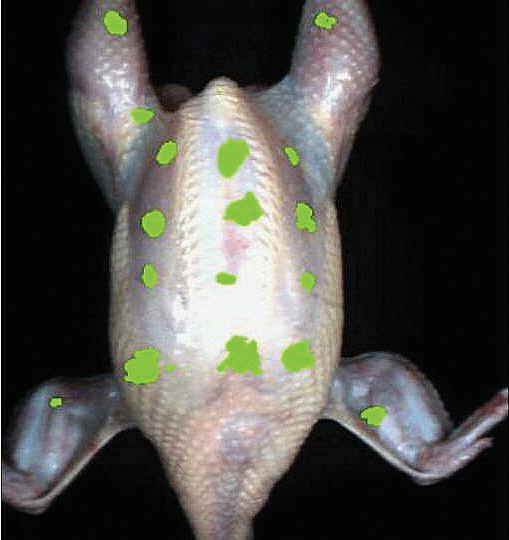 ProVision Technologies, a NASA research partnership center at Sternis Space Center in Mississippi, has developed a new hyperspectral imaging (HSI) system that is much smaller than the original large units used aboard remote sensing aircraft and satellites. The new apparatus is about the size of a breadbox. Health-related applications of HSI include scanning chickens during processing to help prevent contaminated food from getting to the table. ProVision is working with Sanderson Farms of Mississippi and the U.S. Department of Agriculture. ProVision has a record in its spectral library of the unique spectral signature of fecal contamination, so chickens can be scanned and those with a positive reading can be separated. HSI sensors can also determine the quantity of surface contamination. Research in this application is quite advanced, and ProVision is working on a licensing agreement for the technology. The potential for future use of this equipment in food processing and food safety is enormous.