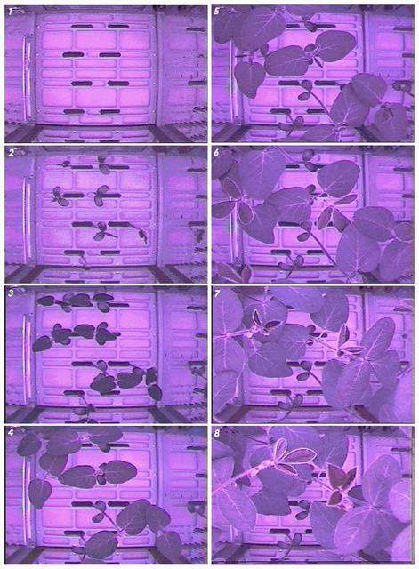 This composite image shows soybean plants growing in the Advanced Astroculture experiment aboard the International Space Station during June 11-July 2, 2002. DuPont is partnering with NASA and the Wisconsin Center for Space Automation and Robotics (WCSAR) at the University of Wisconsin-Madison to grow soybeans aboard the Space Station to find out if they have improved oil, protein, carbohydrates or secondary metabolites that could benefit farmers and consumers. Principal Investigators: Dr. Tom Corbin, Pioneer Hi-Bred International Inc., a Dupont Company, with headquarters in Des Moines, Iowa, and Dr. Weijia Zhou, Wisconsin Center for Space Automation and Robotics (WCSAR), University of Wisconsin-Madison.