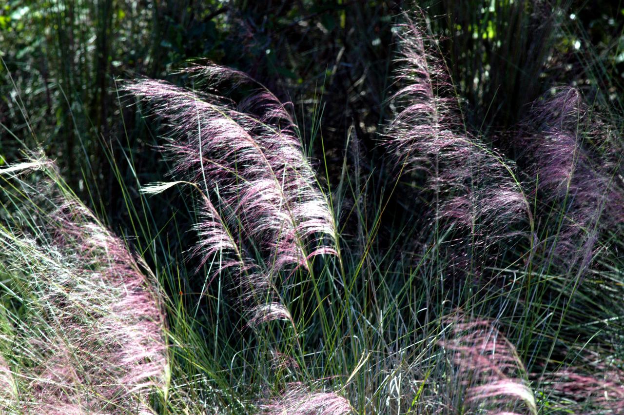 KENNEDY SPACE CENTER, FLA. -  Purple-plumed grass waves gently in the breeze.  The grass abounds within and around Kennedy Space Center, which shares a boundary with the Merritt Island National Wildlife Refuge.  Approximately one-half of the refuge’s 140,000 acres consists of brackish estuaries and marshes. The remaining lands consist of coastal dunes, scrub oaks, pine forests and flatwoods, and palm and oak hammocks.