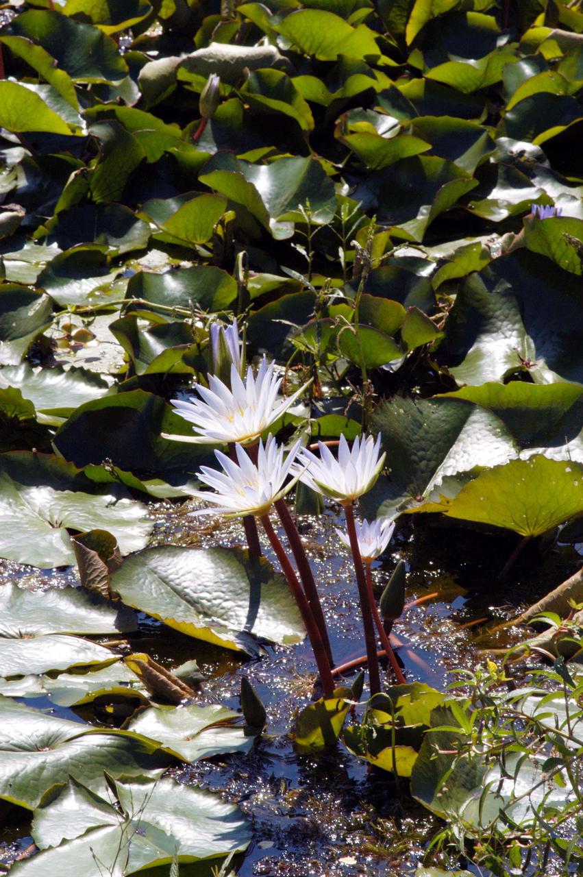 KENNEDY SPACE CENTER, FLA. -  A variety of water lilies reach for the sun from their water beds.  Kennedy Space Center is surrounded by marshes and creeks, part of the Merritt Island National Wildlife Refuge which shares a boundary with the Center. Approximately one-half of the refuge’s 140,000 acres consists of brackish estuaries and marshes. The remaining lands consist of coastal dunes, scrub oaks, pine forests and flatwoods, and palm and oak hammocks.