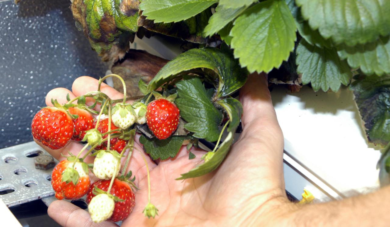 KENNEDY SPACE CENTER, FLA. -  A crop of strawberries grown in a controlled environment chamber at the Space Life Sciences Lab is displayed during a tour of the facility for members of the news media.  In missions to the International Space Station or early planetary outposts, plant production systems will likely be small and rely upon the spacecraft or habitat environment to regulate temperature, relative humidity, and carbon dioxide concentrations. Various crops are being grown in conditions that might be experienced in a spacecraft to evaluate the effects of different environmental conditions on plant growth, crop yield, and product quality.