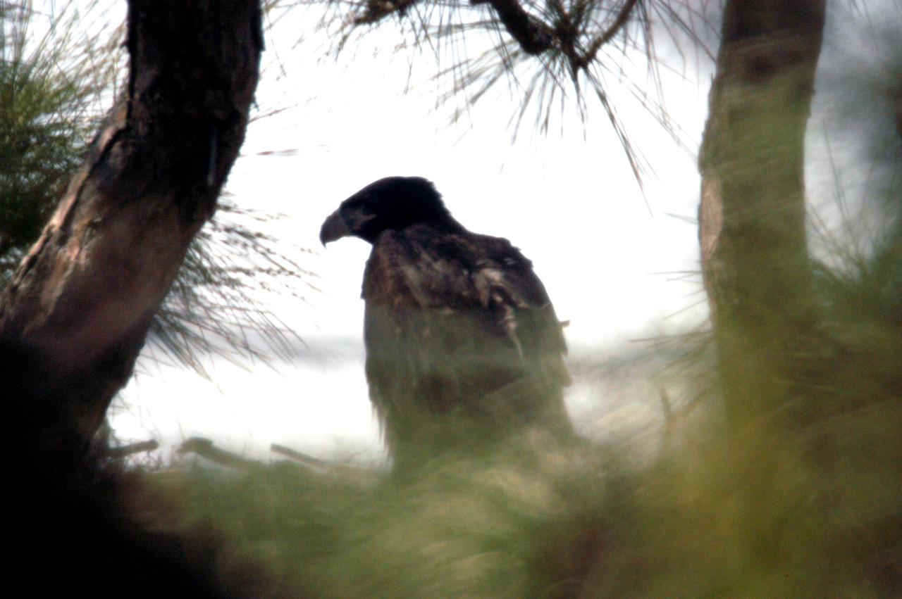 KENNEDY SPACE CENTER, FLA.  - A young bald eagle perches on the side of the massive nest situated in a pine tree on State Road 3 that runs through Kennedy Space Center.  The nest is one of 12 active nests throughout the Merritt Island National Wildlife Refuge, which shares a boundary with KSC.  Young birds lack the typical white head, which they gain after several years.  Their habitat is near lakes, rivers, marshes and seacoasts.  Nests are masses of sticks usually in the top of a tall tree.