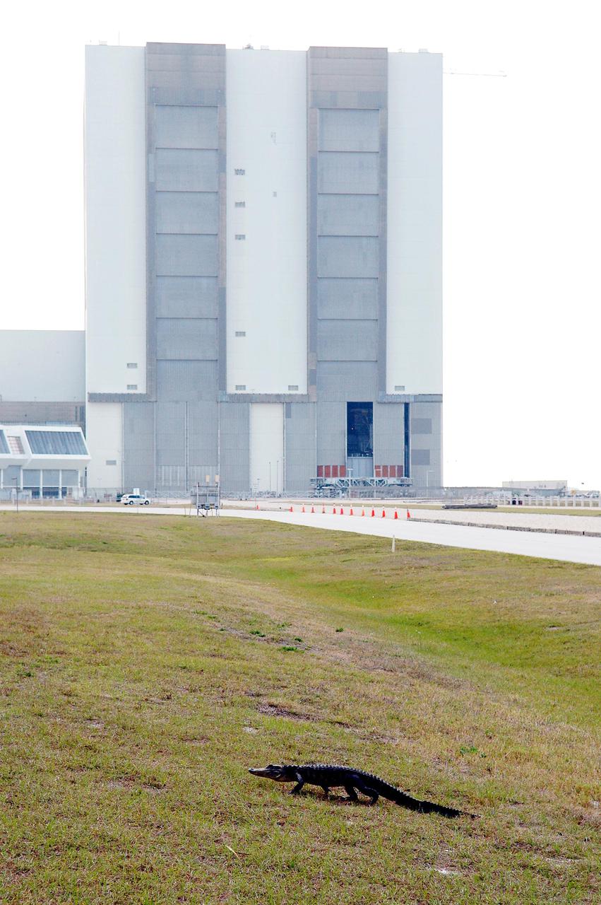 KENNEDY SPACE CENTER, FLA.  - An alligator strolls across the ground near the Vehicle Assembly Building (in the background).  Nearly 5,000 alligators can be found in canals, ponds and waterways throughout the Center and the surrounding Merritt Island National Wildlife Refuge. American alligators feed and rest in the water, and lay their eggs in dens they dig into the banks. The young alligators spend their first several weeks in these dens. The Wildlife Refuge encompasses 92,000 acres that are a habitat for more than 331 species of birds, 31 mammals, 117 fishes, and 65 amphibians and reptiles.