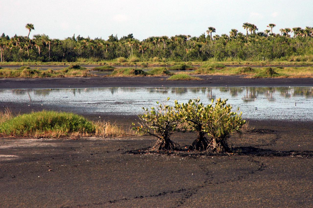 KENNEDY SPACE CENTER, FLA.  -  Visitors to the Space Coast may experience Florida's marshlands firsthand from Blackpoint Wildlife Drive on the Merritt Island National Wildlife Refuge. The water level subsides at this time of the year in part due to the hot daytime temperatures. The refuge was established in 1963 on Kennedy Space Center land and water not used by NASA for the space program. It encompasses 92,000 acres that are a habitat for more than 331 species of birds, 31 mammals, 117 fishes, and 65 amphibians and reptiles.