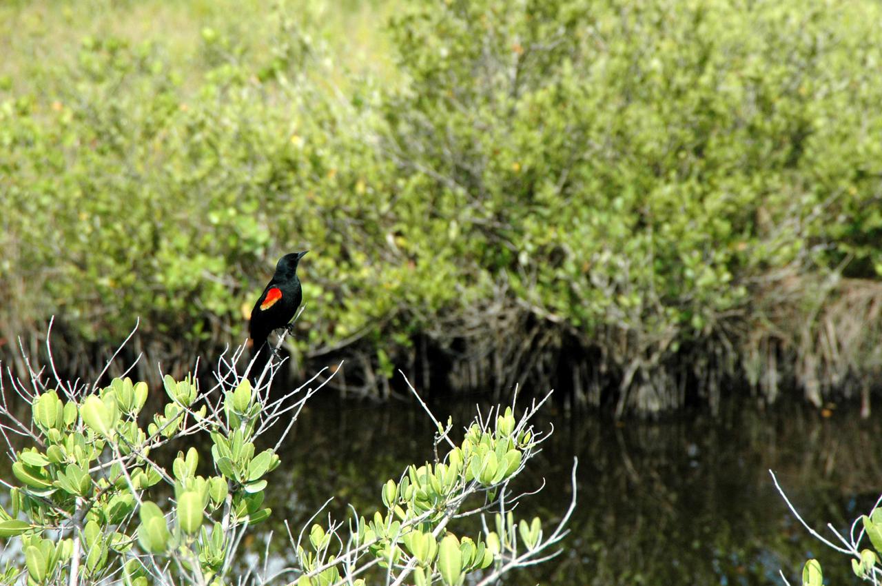 KENNEDY SPACE CENTER, FLA.  -  An adult male red-winged blackbird perches on a shrub in a marsh on the Merritt Island National Wildlife Refuge. Males have glossy black feathers except on the epaulets of their wings, where they are scarlet bordered with buff or yellow. The birds do not attain full adult plumage until their third year. The refuge was established in 1963 on Kennedy Space Center land and water not used by NASA for the space program. The marshes and open water of the refuge provide wintering grounds for 23 species of migratory waterfowl, as well as a year-round home for great blue herons, wood storks, cormorants, brown pelicans and other species of marsh and shore birds.