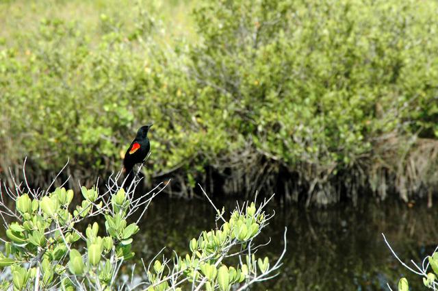 NASA image: KSC-05pd-1017