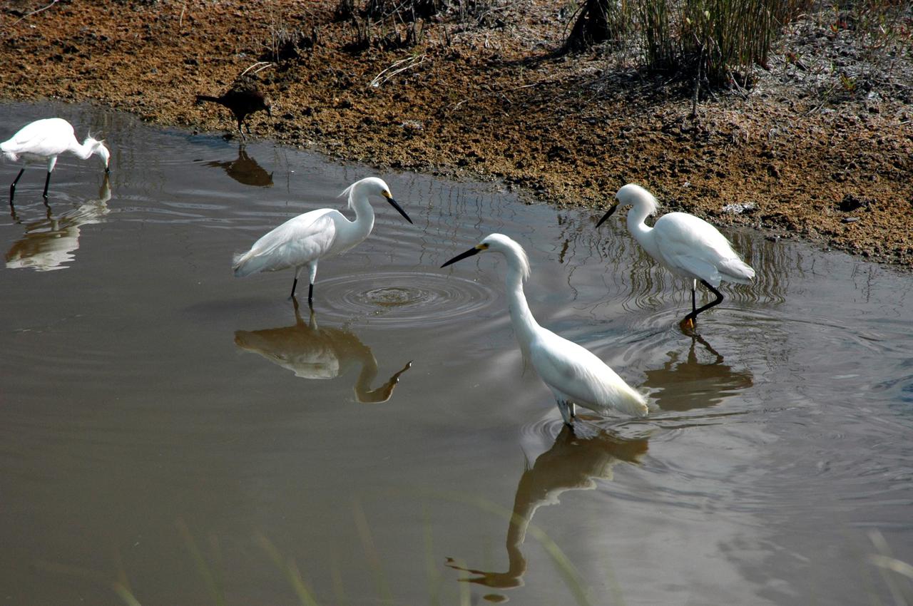 KENNEDY SPACE CENTER, FLA.  -  Snowy egrets join in a feeding frenzy in a marshy area of the Merritt Island National Wildlife Refuge. Ranging from northern California, Oklahoma and Maine to southern South America, the snowy egret winters north to California and South Carolina. In the East, they are best known as salt marsh birds. Once an endangered species, their numbers have increased. The refuge was established in 1963 on Kennedy Space Center land and water not used by NASA for the space program. The marshes and open water of the refuge provide wintering grounds for 23 species of migratory waterfowl, as well as a year-round home for great blue herons, wood storks, cormorants, brown pelicans and other species of marsh and shore birds.