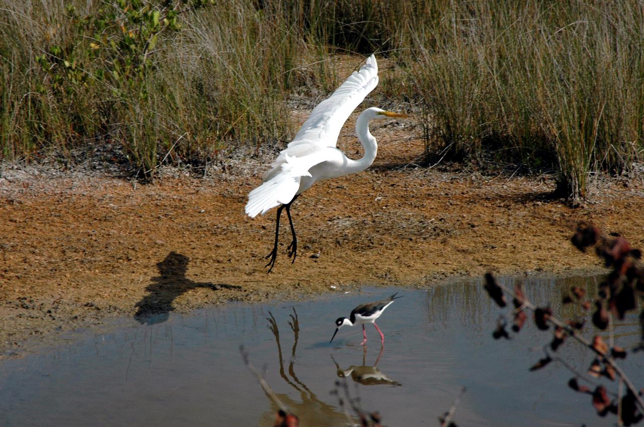 KENNEDY SPACE CENTER, FLA.  -  A black-necked stilt, foraging for food, pays no attention to a great egret as it comes in for a landing in a marshy area of the Merritt Island National Wildlife Refuge. The refuge was established in 1963 on Kennedy Space Center land and water not used by NASA for the space program. The marshes and open water of the refuge provide wintering grounds for 23 species of migratory waterfowl, as well as a year-round home for great blue herons, wood storks, cormorants, brown pelicans and other species of marsh and shore birds.