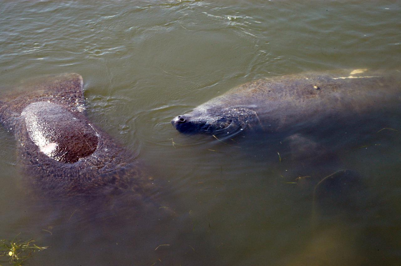 KENNEDY SPACE CENTER, FLA.  -  Two manatees surface in the Haulover Canal near NASA’s Kennedy Space Center.  Manatees live in Florida's warm-water rivers and inland springs. The Florida manatee feeds on more than 60 varieties of grasses and plants. Manatee cows give birth about once every three years. Gestation lasts about 12 months. KSC shares a boundary with the Merritt Island National Wildlife Refuge, which encompasses 92,000 acres that are a habitat for more than 331 species of birds, 31 mammals, 117 fishes, and 65 amphibians and reptiles.