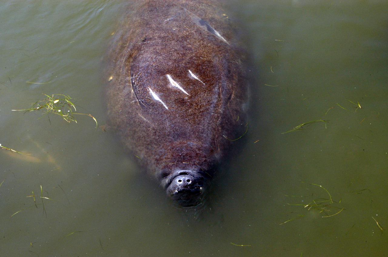 KENNEDY SPACE CENTER, FLA.  -  Looking more like an alien life form than a mammal, a manatee floats on its back in the Haulover Canal near NASA’s Kennedy Space Center.   Manatees live in Florida's warm-water rivers and inland springs. The Florida manatee feeds on more than 60 varieties of grasses and plants. Manatee cows give birth about once every three years. Gestation lasts about 12 months. KSC shares a boundary with the Merritt Island National Wildlife Refuge, which encompasses 92,000 acres that are a habitat for more than 331 species of birds, 31 mammals, 117 fishes, and 65 amphibians and reptiles.