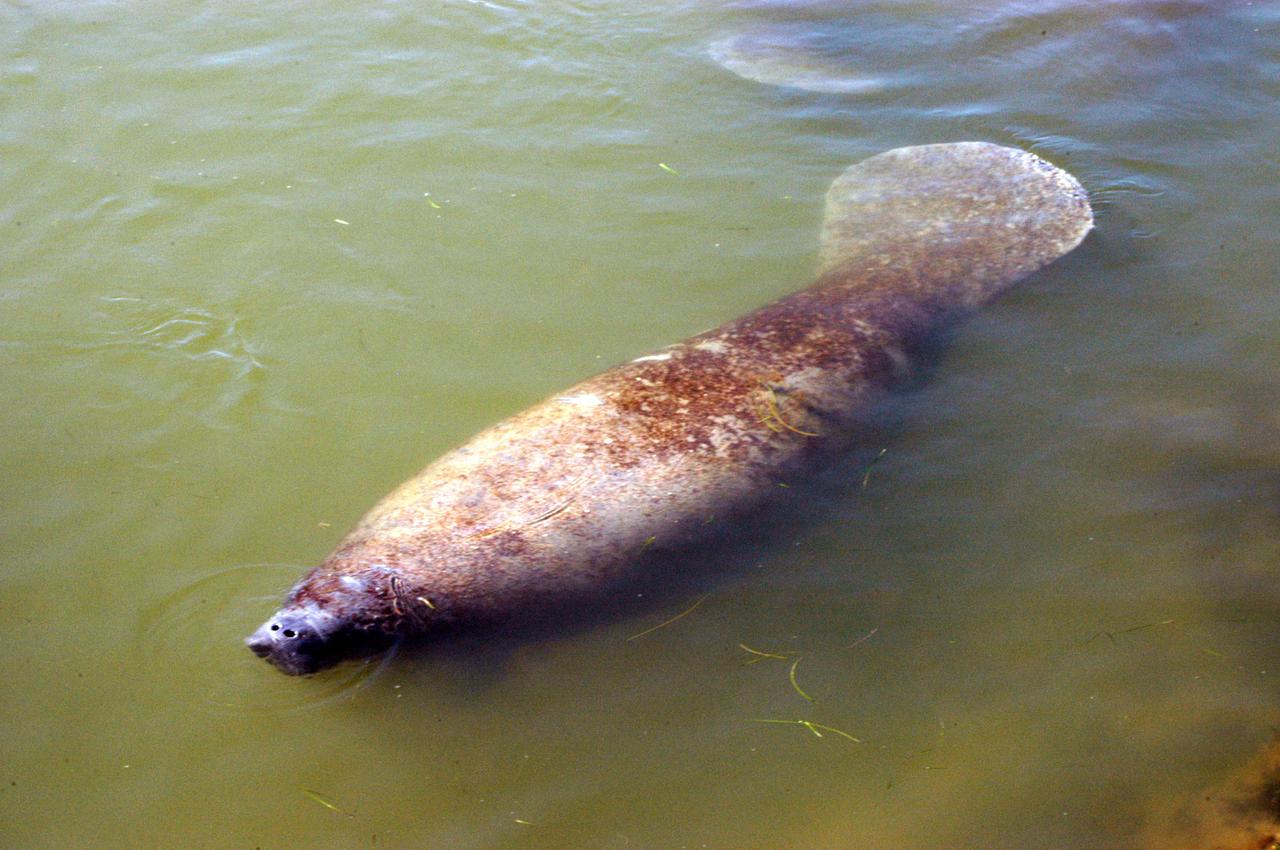 KENNEDY SPACE CENTER, FLA.  -  Seemingly asleep, a manatee floats in the Haulover Canal near NASA’s Kennedy Space Center.  Manatees live in Florida's warm-water rivers and inland springs. The Florida manatee feeds on more than 60 varieties of grasses and plants. Manatee cows give birth about once every three years. Gestation lasts about 12 months. KSC shares a boundary with the Merritt Island National Wildlife Refuge, which encompasses 92,000 acres that are a habitat for more than 331 species of birds, 31 mammals, 117 fishes, and 65 amphibians and reptiles.