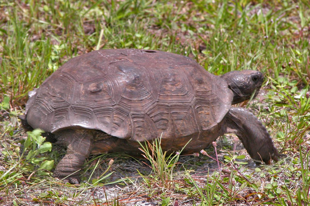 KENNEDY SPACE CENTER, FLA. - This gopher tortoise eats its way through the grass alongside Kennedy Parkway at NASA Kennedy Space Center. The sandy soils of Florida are prime habitat for the species, the only one in Florida. Gopher tortoises thrive in many of our ecosystems, pine-oak sandhills, oak hammocks, prairies, flatwoods and coastal dunes. This and other wildlife abound throughout KSC as it shares a boundary with the Merritt Island National Wildlife Refuge, home to some of the nation’s rarest and most unusual species of wildlife. The wildlife refuge is a habitat for more than 310 species of birds, 25 mammals, 117 fishes and 65 amphibians and reptiles. In addition, the Refuge supports 19 endangered or threatened wildlife species on Federal or State lists, more than any other single refuge in the U.S. Gopher tortoises are protected by law in Florida and are listed as a Species of Special Concern.