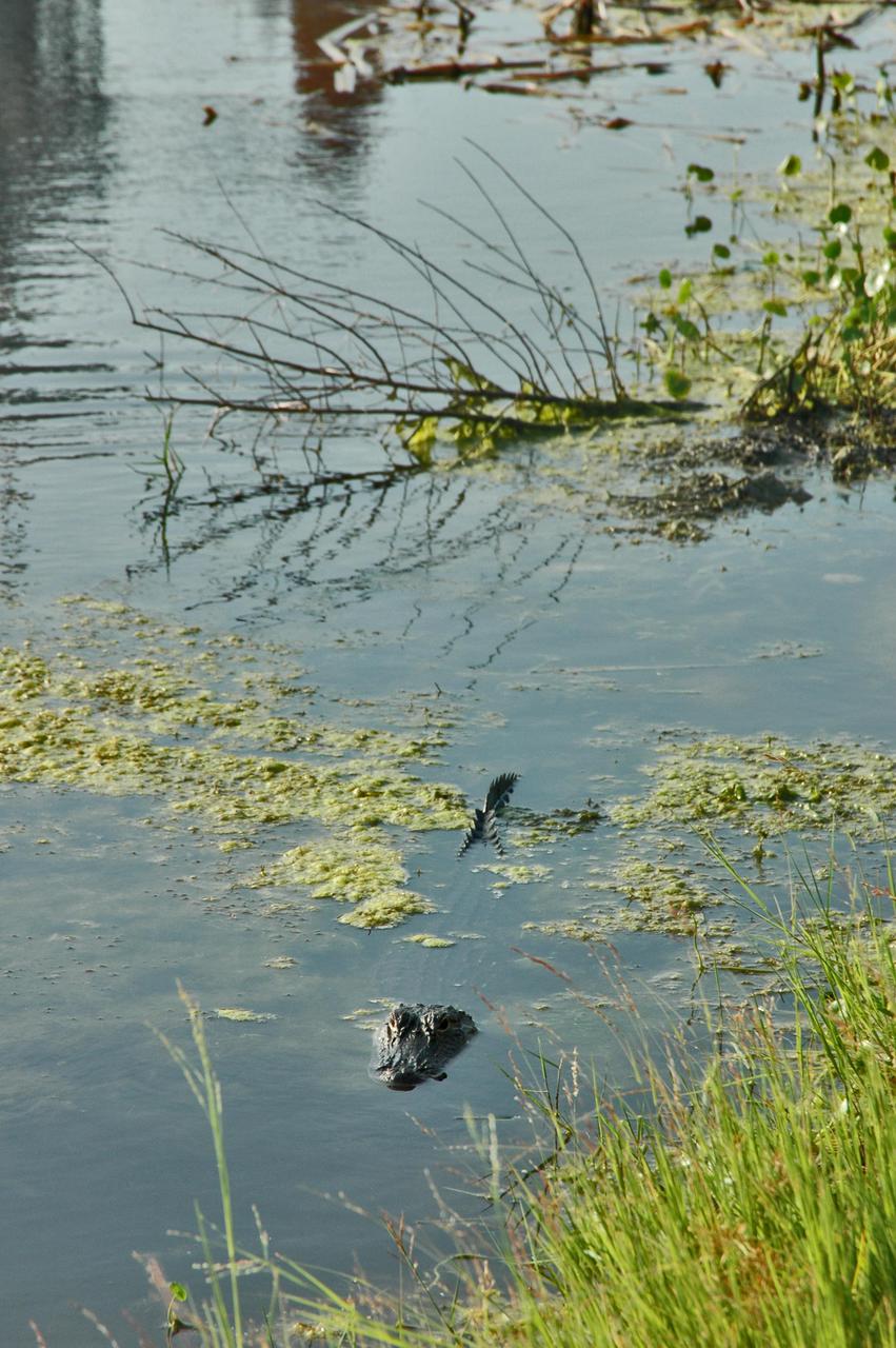KENNEDY SPACE CENTER, FLA. -  In a pond near Launch Pad 39B, an alligator lurks near the tall grass.  Nearby is Space Shuttle Discovery, in full launch configuration after rollback of the Rotating Service Structure (RSS).  Rollback of the RSS is a major preflight milestone, typically occurring during the T-11-hour hold on L-1 (the day before launch). Discovery is scheduled to lift off on the historic Return to Flight mission STS-114 at 10:39 a.m. EDT July 26 with a crew of seven.