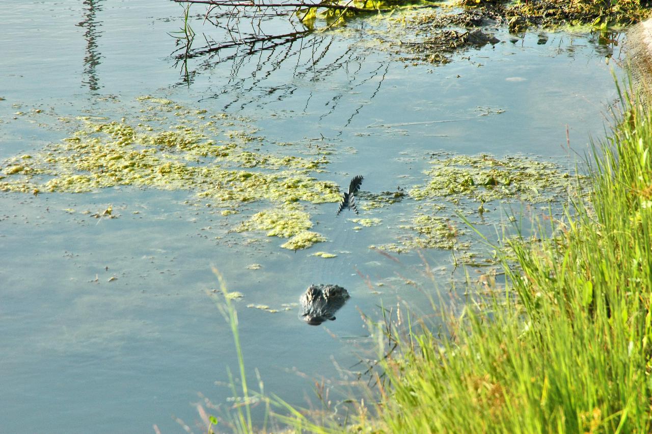 KENNEDY SPACE CENTER, FLA. -  In a pond near Launch Pad 39B, an alligator lurks near the tall grass.  Nearby is Space Shuttle Discovery, in full launch configuration after rollback of the Rotating Service Structure (RSS).  Rollback of the RSS is a major preflight milestone, typically occurring during the T-11-hour hold on L-1 (the day before launch). Discovery is scheduled to lift off on the historic Return to Flight mission STS-114 at 10:39 a.m. EDT July 26 with a crew of seven.