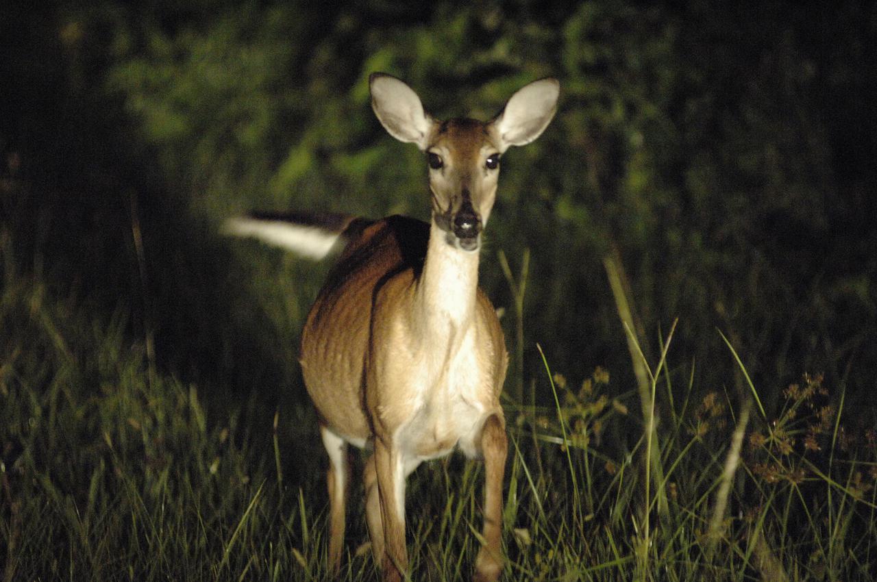 KENNEDY SPACE CENTER, FLA. -  In the pre-dawn hours, a pregnant white-tailed deer is watchful as she browses for food on the west end of NASA Kennedy Space Center’s Shuttle Landing Facility.  The deer would have had an enviable position to watch the landing of Space Shuttle Discovery if the landing had not been postponed.  White-tailed deer are found in forest edge habitats statewide. Their color ranges from gray- to russet-brown with a white neck, chest,  underside and underneath the tail. The deer stand 55 inches to  80 inches high, have large ears, a large tail and long slender legs.  They feed primarily on twigs and leaves. Their diet also includes acorns, fruits and mushrooms. Most browsing is done at night or on overcast days.