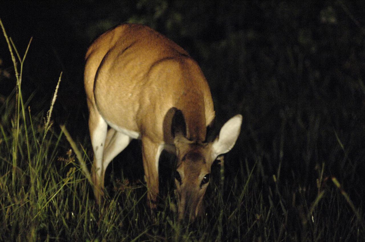 KENNEDY SPACE CENTER, FLA. -  In the pre-dawn hours, a pregnant white-tailed deer browses for food on the west end of NASA Kennedy Space Center’s Shuttle Landing Facility.  The deer would have had an enviable position to watch the landing of Space Shuttle Discovery if the landing had not been postponed.  White-tailed deer are found in forest edge habitats statewide. Their color ranges from gray- to russet-brown with a white neck, chest,  underside and underneath the tail. The deer stand 55 inches to  80 inches high, have large ears, a large tail and long slender legs.  They feed primarily on twigs and leaves. Their diet also includes acorns, fruits and mushrooms. Most browsing is done at night or on overcast days.