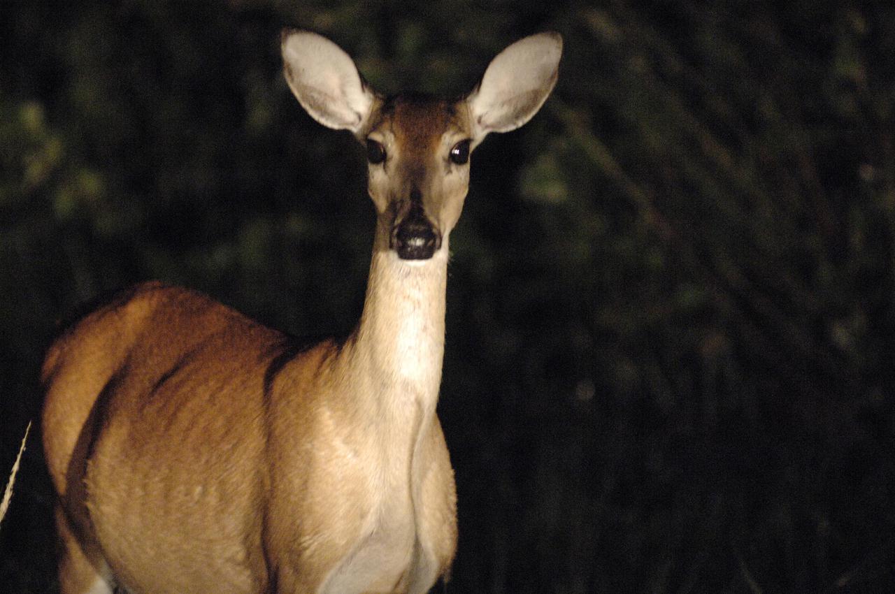 KENNEDY SPACE CENTER, FLA. -  In the pre-dawn hours, a pregnant white-tailed deer is watchful as she browses for food on the west end of NASA Kennedy Space Center’s Shuttle Landing Facility.  The deer would have had an enviable position to watch the landing of Space Shuttle Discovery if the landing had not been postponed.  White-tailed deer are found in forest edge habitats statewide. Their color ranges from gray- to russet-brown with a white neck, chest,  underside and underneath the tail. The deer stand 55 inches to  80 inches high, have large ears, a large tail and long slender legs.  They feed primarily on twigs and leaves. Their diet also includes acorns, fruits and mushrooms. Most browsing is done at night or on overcast days.