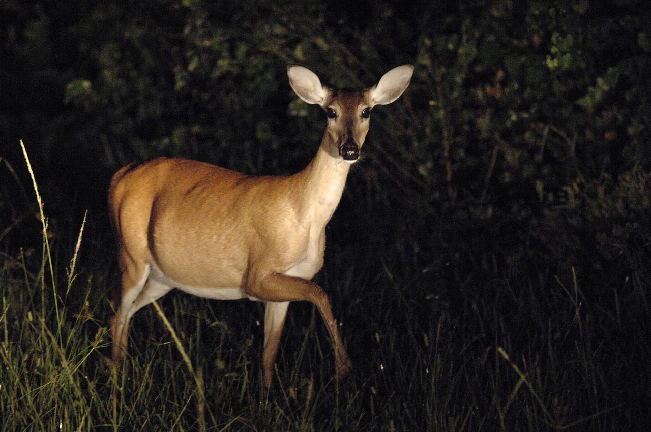 KENNEDY SPACE CENTER, FLA. -  In the pre-dawn hours, a pregnant white-tailed deer is watchful as she browses for food on the west end of NASA Kennedy Space Center’s Shuttle Landing Facility.  The deer would have had an enviable position to watch the landing of Space Shuttle Discovery if the landing had not been postponed.  White-tailed deer are found in forest edge habitats statewide. Their color ranges from gray- to russet-brown with a white neck, chest,  underside and underneath the tail. The deer stand 55 inches to  80 inches high, have large ears, a large tail and long slender legs.  They feed primarily on twigs and leaves. Their diet also includes acorns, fruits and mushrooms. Most browsing is done at night or on overcast days.