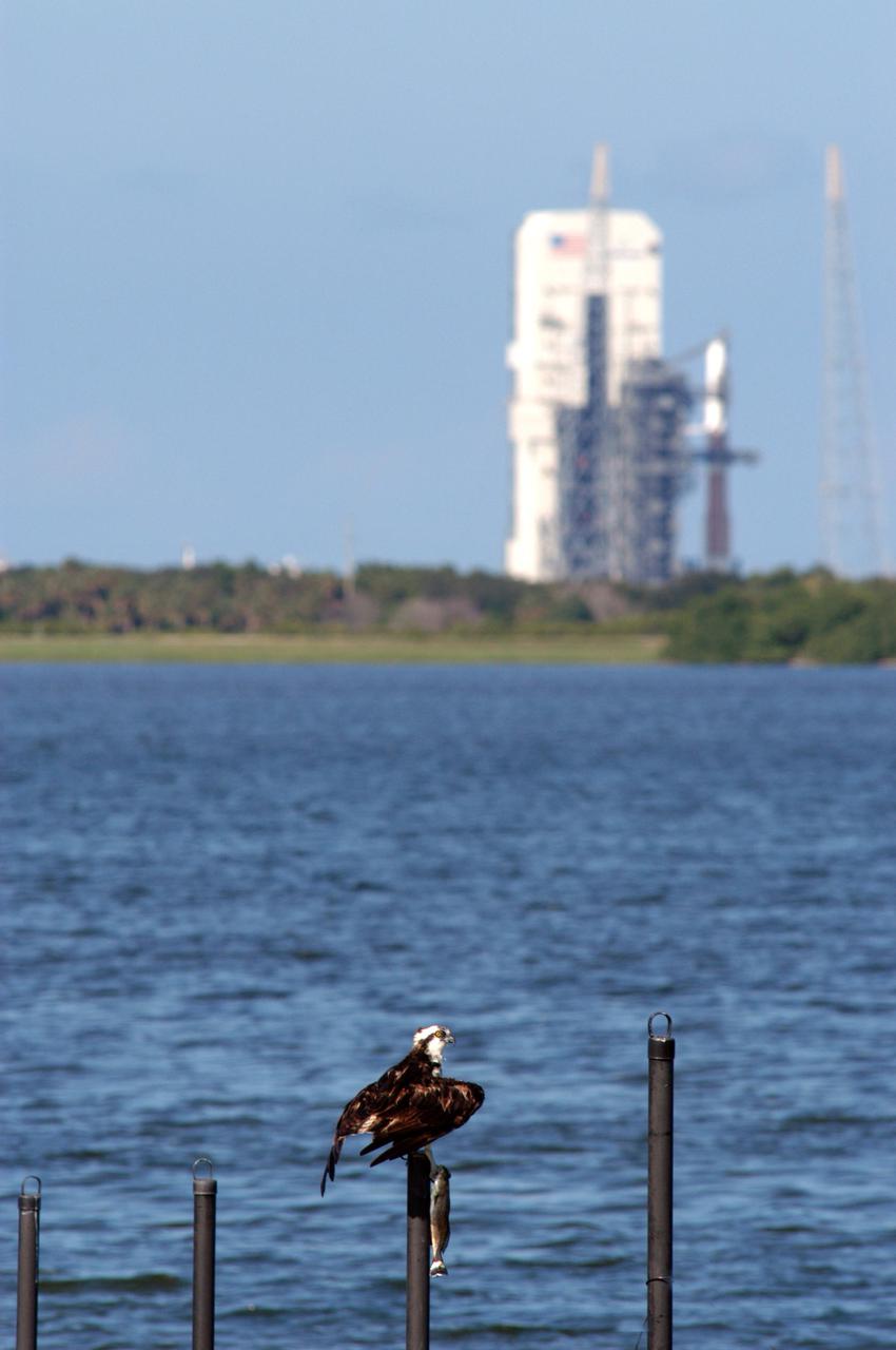 KENNEDY SPACE CENTER, FLA. - Perching on a pole in the Indian River Lagoon, an osprey clutches his most recent catch. In the background is Launch Complex 37 at Cape Canaveral Air Force Station in Florida, where the Delta IV rocket with the GOES-N satellite is poised for launch. The GOES-N is the latest in a series of Geostationary Operational Environmental Satellites providing continuous monitoring necessary for intensive data analysis. The GOES-N launch was delayed due to last minute technical issues and postponed to a later date.