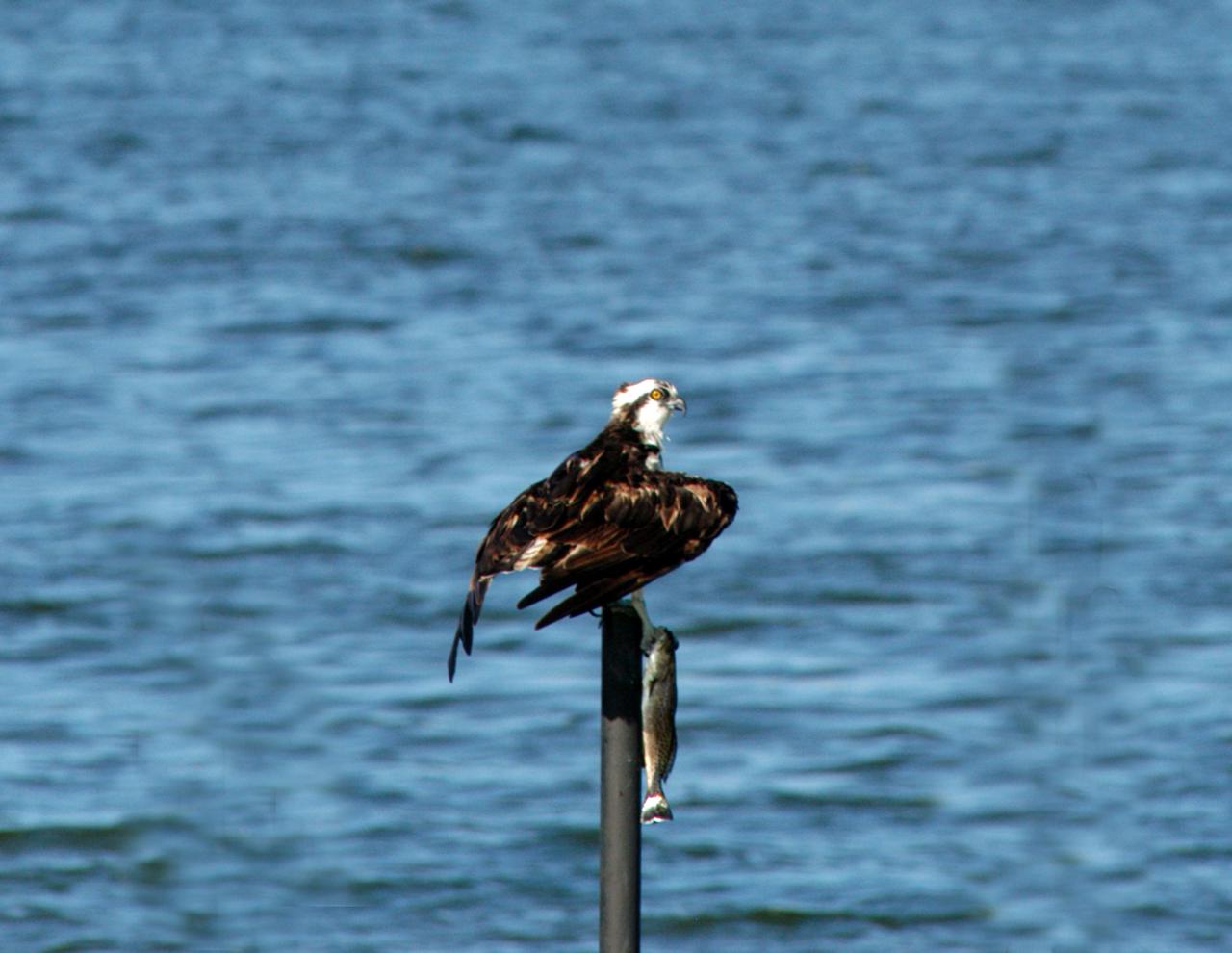 KENNEDY SPACE CENTER, FLA. - Perching on a pole in the Indian River Lagoon, an osprey clutches his most recent catch. The site is near Launch Complex 37 at Cape Canaveral Air Force Station in Florida, where the Delta IV rocket with the GOES-N satellite was poised for launch. The GOES-N is the latest in a series of Geostationary Operational Environmental Satellites providing continuous monitoring necessary for intensive data analysis. The GOES-N launch was delayed due to last minute technical issues and postponed to a later date.