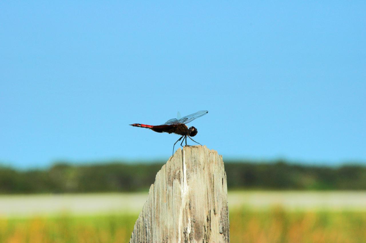 KENNEDY SPACE CENTER, FLA. - A dragonfly, at NASA's Kennedy Space Center (KSC) Shuttle Landing Facility (SLF), is in great position to view the touchdown of Space Shuttle Discovery. Discovery, atop a modified Boeing 747 Shuttle Carrier Aircraft (SCA), landed on runway 15 at the SLF at about 10:00 a.m. EDT. The cross-country ferry flight became necessary when two days of unfavorable weather conditions at KSC forced Discovery to land on runway 22 at Edwards Air Force Base, Calif., on Aug. 9 following mission STS-114. On the return trip, stops were made at Altus Air Force Base, Okla., and Barksdale Air Force Base, La., where Discovery stayed for two nights. The SCA and Discovery will be towed to the Mate_Demate Device at the SLF where a crane will lift Discovery from the SCA and place it on solid ground. Discovery will then be towed to the Orbiter Processing Facility (OPF) where preparations will begin for its next flight, STS-121. The dragonfly may accompany Discovery to the OPF if it so chooses.