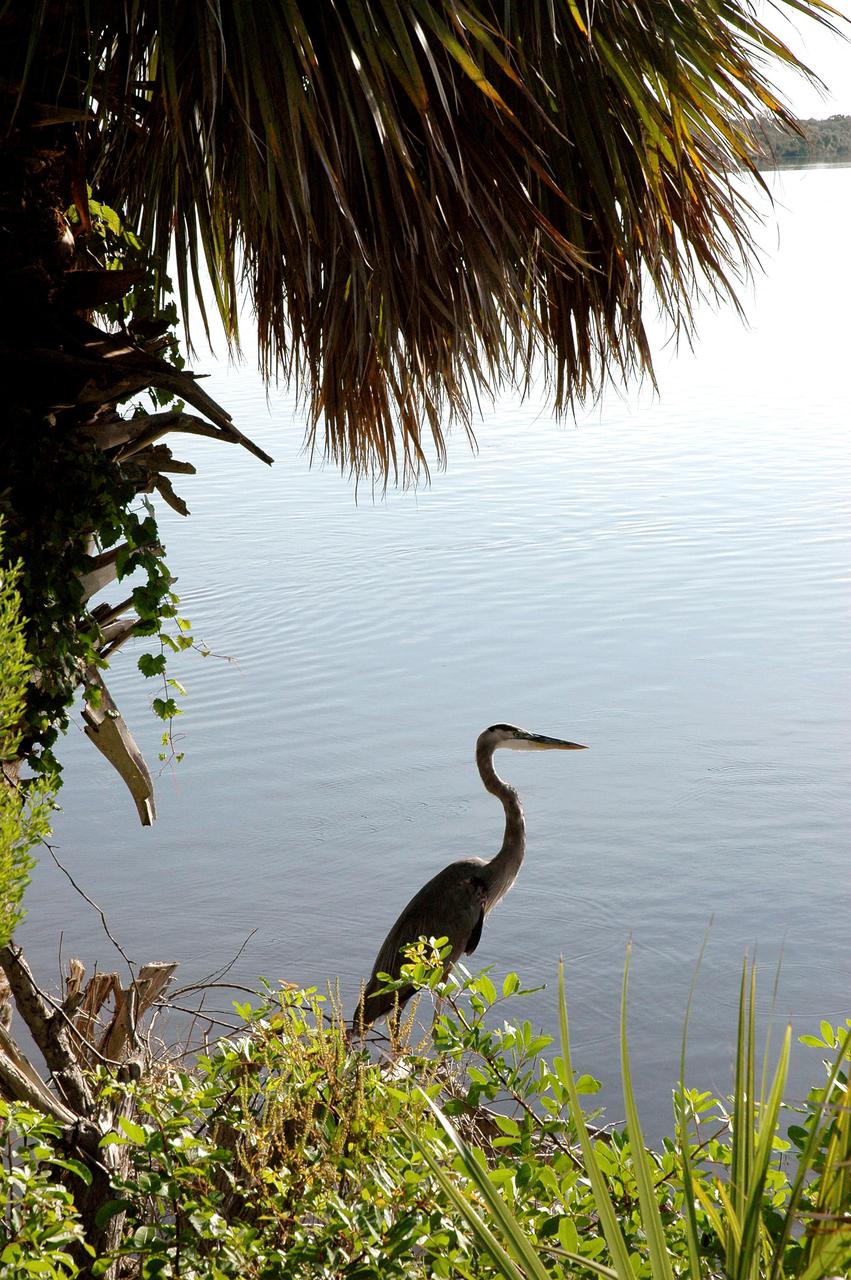 KENNEDY SPACE CENTER, FLA.  -    A great blue heron is captured in a typical pose as it scans the nearby water in NASA Kennedy Space Center’s Turn Basin for food.