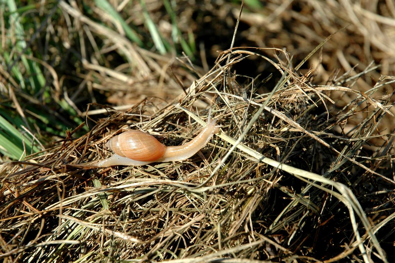 KENNEDY SPACE CENTER, FLA.  -   This snail was photographed near the NASA Kennedy Space Center Shuttle Landing Facility.  It appears to have the characteristics of the “Rosy Predator Snail,”  which is found in Southeastern Texas, Louisiana, Mississippi, Alabama, Georgia, South Carolina and is widespread in Florida including the Keys. It is usually found singly in hardwood forests, roadsides and urban gardens.  The Shuttle Landing Facility backs up to the Banana Creek and surrounding marshes.