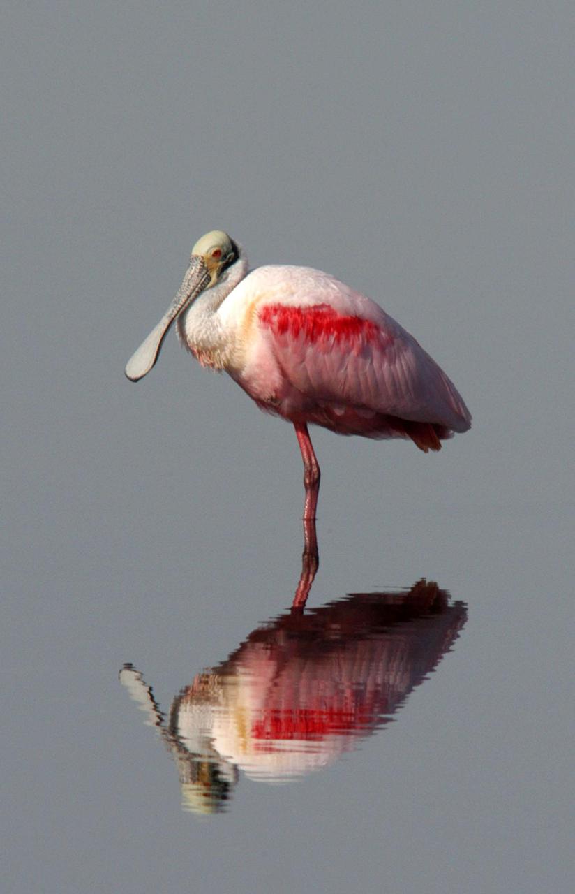 KENNEDY SPACE CENTER, FLA.  — The striated reflection of a roseate spoonbill is the only sign of the water it stands in.  The bird was spotted on Blackpoint Wildlife Drive in the Merritt Island National Wildlife Refuge, northwest of NASA Kennedy Space Center. Spoonbills inhabit areas of mangrove such as on the coasts of southern Florida and Texas.  These birds feed on shrimps and fish in the shallow water, sweeping their bills from side to side.  This and other wildlife abound throughout KSC as it shares a boundary with the Wildlife Refuge, home to some of the nation’s rarest and most unusual species of wildlife. The wildlife refuge is a habitat for more than 310 species of birds, 25 mammals, 117 fishes and 65 amphibians and reptiles.  In addition, the Refuge supports 19 endangered or threatened wildlife species on Federal or State lists, more than any other single refuge in the U.S.