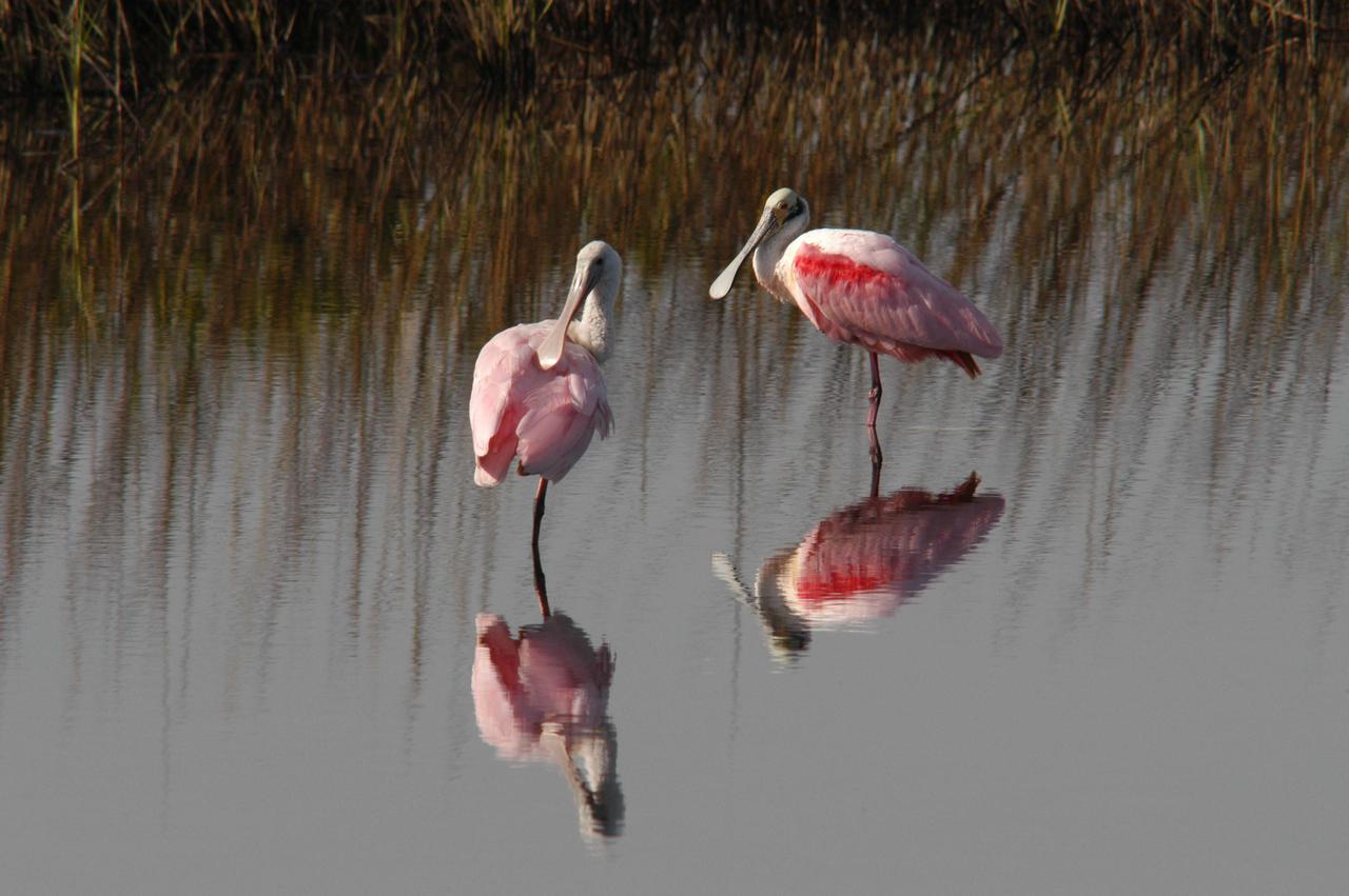 KENNEDY SPACE CENTER, FLA.   — A female (left) and a male roseate spoonbill get together near the tall grasses at the edge of a pond  in the Merritt Island National Wildlife Refuge, northwest of NASA Kennedy Space Center. Spoonbills inhabit areas of mangrove such as on the coasts of southern Florida and Texas.  These birds feed on shrimps and fish in the shallow water, sweeping their bills from side to side.   This and other wildlife abound throughout KSC as it shares a boundary with the  Wildlife Refuge, home to some of the nation’s rarest and most unusual species of wildlife. The wildlife refuge is a habitat for more than 310 species of birds, 25 mammals, 117 fishes and 65 amphibians and reptiles.  In addition, the Refuge supports 19 endangered or threatened wildlife species on Federal or State lists, more than any other single refuge in the U.S.
