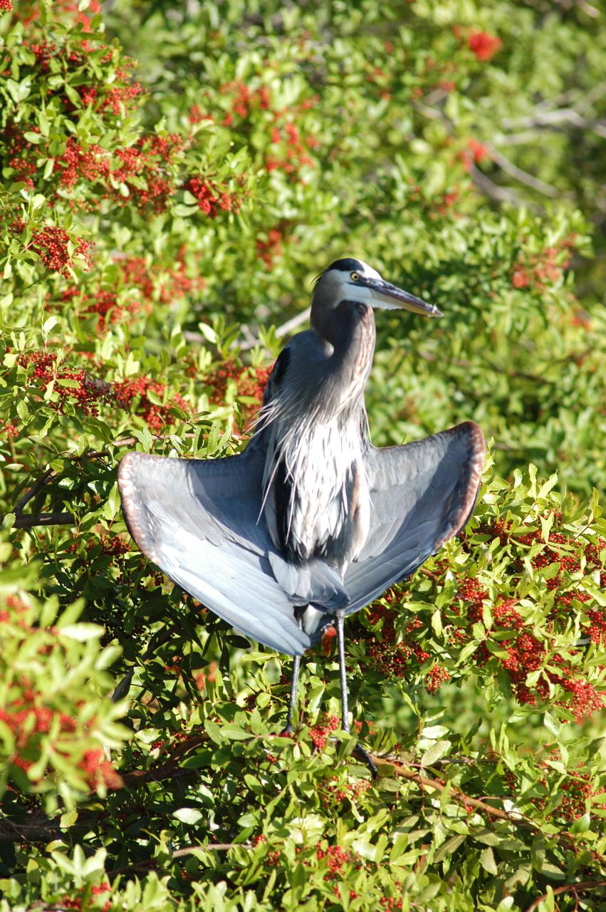 KENNEDY SPACE CENTER, FLA.   — A young blue heron stretches  its wings amid the branches of pepper trees in the Merritt Island National Wildlife Refuge, which shares a boundary with NASA Kennedy Space Center.  Its habitat ranges throughout the United States, near lakes, ponds, rivers and marshes.  Most migrate south in the fall.  This and other wildlife abound throughout KSC as it shares a boundary with the  Wildlife Refuge, home to some of the nation’s rarest and most unusual species of wildlife. The wildlife refuge is a habitat for more than 310 species of birds, 25 mammals, 117 fishes and 65 amphibians and reptiles.  In addition, the Refuge supports 19 endangered or threatened wildlife species on Federal or State lists, more than any other single refuge in the U.S.
