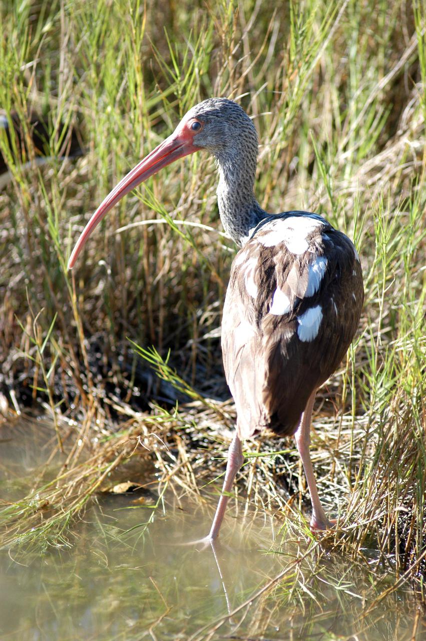 KENNEDY SPACE CENTER, FLA. — A young white ibis, still with mottled feathers, stays near its nest in the Merritt Island National Wildlife Refuge, which shares a boundary with NASA Kennedy Space Center. Its range is coastal from South Carolina to Florida and Texas. They prefer marshy sloughs, mud flats, lagoons and swamp forests. This and other wildlife abound throughout KSC as it shares a boundary with the Wildlife Refuge, home to some of the nation’s rarest and most unusual species of wildlife. The wildlife refuge is a habitat for more than 310 species of birds, 25 mammals, 117 fishes and 65 amphibians and reptiles. In addition, the Refuge supports 19 endangered or threatened wildlife species on Federal or State lists, more than any other single refuge in the U.S.