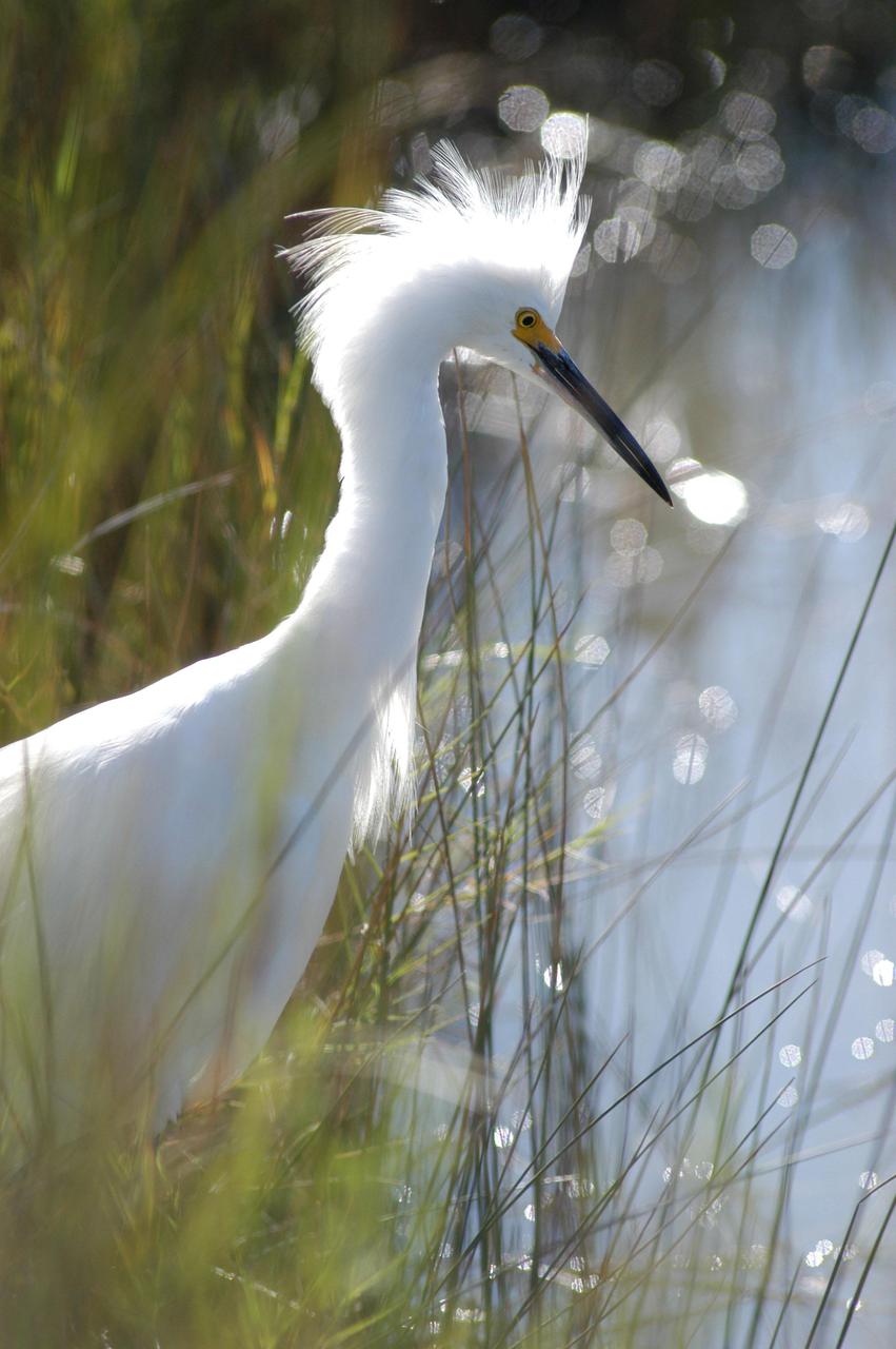 KENNEDY SPACE CENTER, FLA.   — A snowy egret is spotted near NASA Kennedy Space Center.  Its habitat is salt marshes, ponds, rice fields and shallow coastal bays, ranging primarily along the eastern coast from Maine to South America, but including areas of northern California and Oklahoma.  This and other wildlife abound throughout KSC as it shares a boundary with the  Merritt Island National Wildlife Refuge, home to some of the nation’s rarest and most unusual species of wildlife. The wildlife refuge is a habitat for more than 310 species of birds, 25 mammals, 117 fishes and 65 amphibians and reptiles.  In addition, the Refuge supports 19 endangered or threatened wildlife species on Federal or State lists, more than any other single refuge in the U.S.