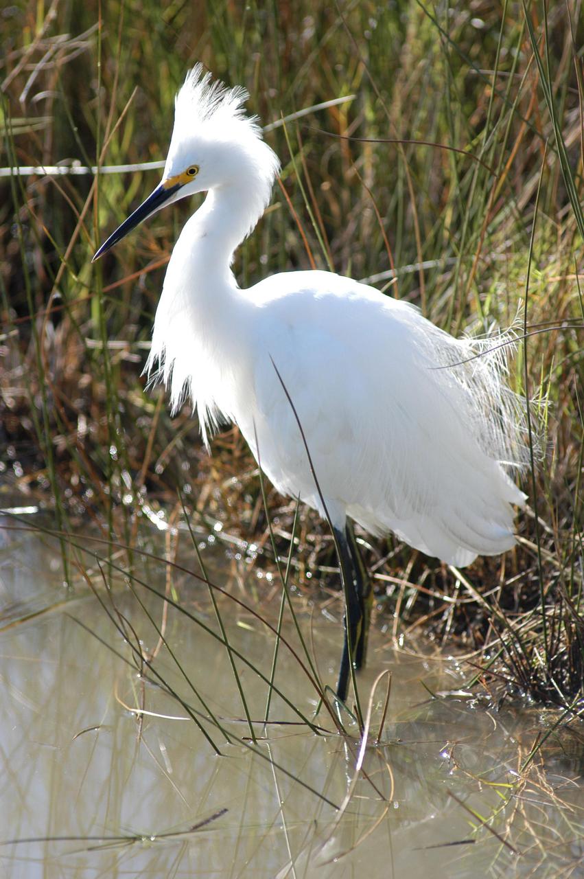 KENNEDY SPACE CENTER, FLA.   — A contrast in black and white, this snowy egret is spotted near NASA Kennedy Space Center.  Its habitat is salt marshes, ponds, rice fields and shallow coastal bays, ranging primarily along the eastern coast from Maine to South America, but including areas of northern California and Oklahoma.  This and other wildlife abound throughout KSC as it shares a boundary with the  Merritt Island National Wildlife Refuge, home to some of the nation’s rarest and most unusual species of wildlife. The wildlife refuge is a habitat for more than 310 species of birds, 25 mammals, 117 fishes and 65 amphibians and reptiles.  In addition, the Refuge supports 19 endangered or threatened wildlife species on Federal or State lists, more than any other single refuge in the U.S.