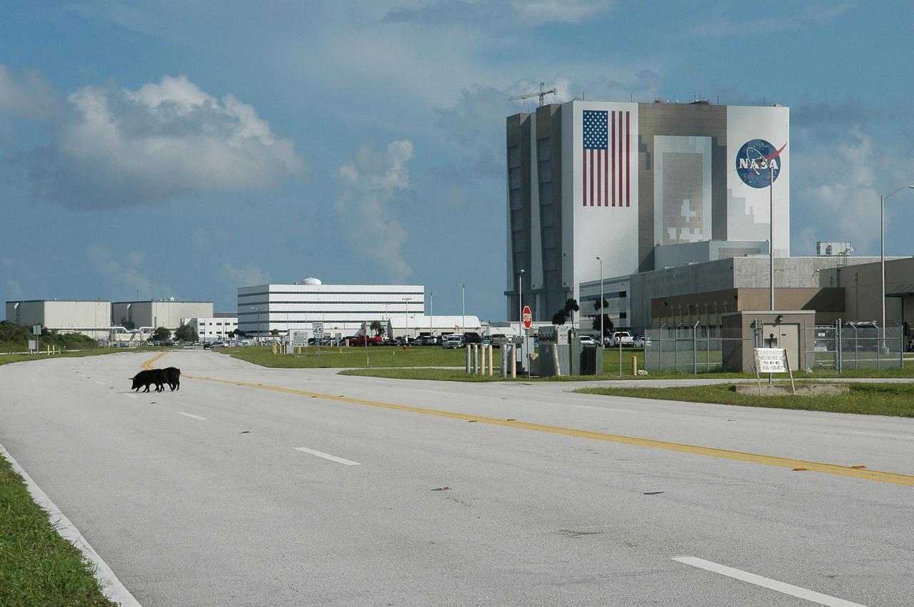 KENNEDY SPACE CENTER, FLA. -  Out for a stroll on a sunny Florida day, a trio of wild pigs cross the road near NASA Kennedy Space Center’s Vehicle Assembly Building, in the background.  The wild pigs have flourished in the environs around KSC, which shares a border with the Merritt Island National Wildlife Refuge, without many predators other than panthers and humans. Pigs were introduced to Florida in the 1500s and are now found statewide in wooded areas close to water. Pigs are omnivores, foraging on the ground and rooting just beneath the surface, which damages the groundcover. Wild pigs eat almost anything that has nutritional value, including tubers, roots, shoots, acorns, fruits, berries, earthworms, amphibians, reptiles and rodents. Appearance is similar to domestic hogs, but leaner, with a longer, narrower head and a coarser, denser coat.  Females may have two litters per year.  The piglets are weaned in a few weeks but remain with the mother for several months.