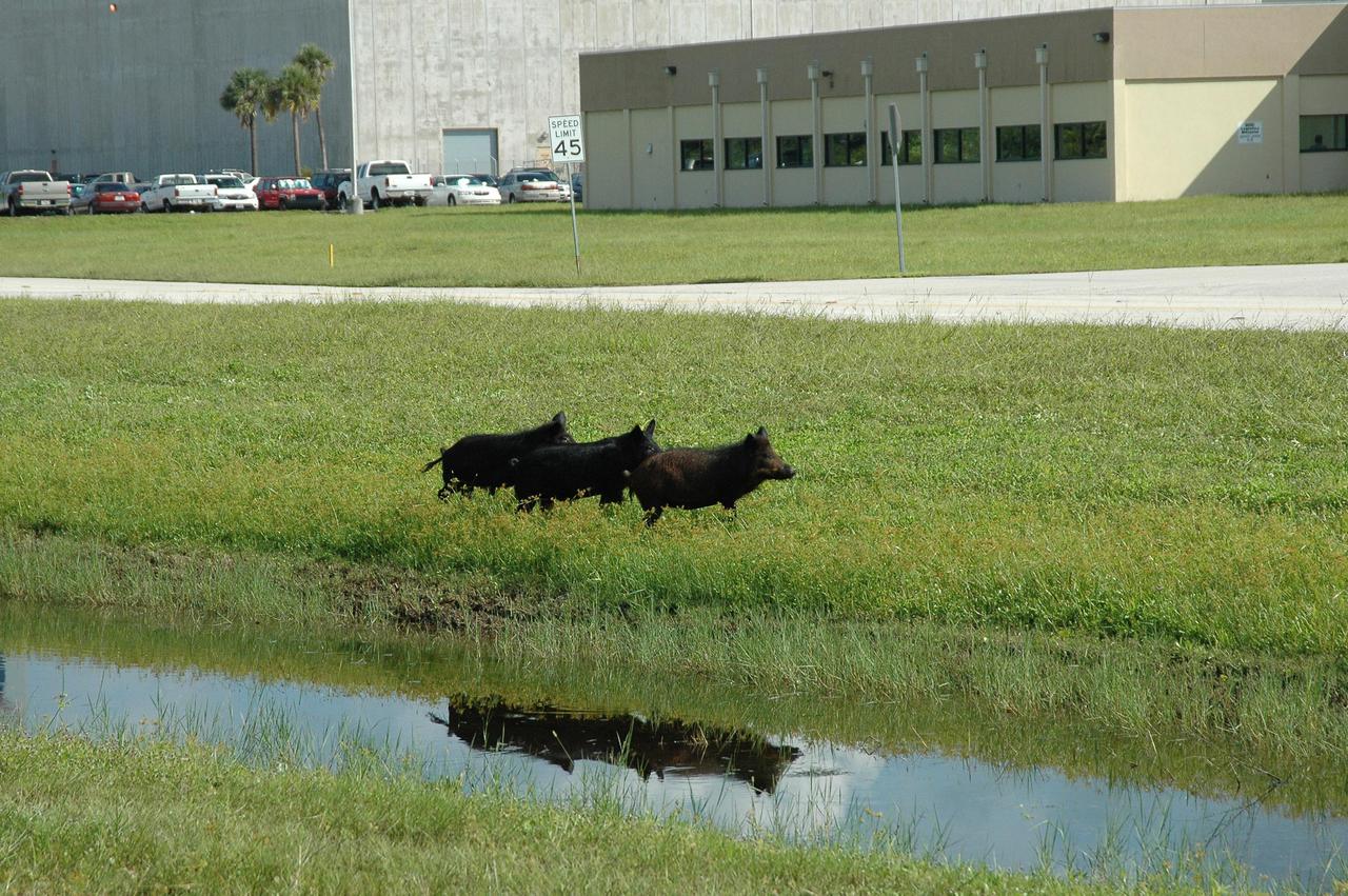 KENNEDY SPACE CENTER, FLA. -  As if posing for the photographer, a trio of wild pigs pause during their stroll along a canal near NASA Kennedy Space Center’s Launch Control Center, in the background.  The wild pigs have flourished in the environs around KSC, which shares a border with the Merritt Island National Wildlife Refuge, without many predators other than panthers and humans. Pigs were introduced to Florida in the 1500s and are now found statewide in wooded areas close to water. Pigs are omnivores, foraging on the ground and rooting just beneath the surface, which damages the groundcover. Wild pigs eat almost anything that has nutritional value, including tubers, roots, shoots, acorns, fruits, berries, earthworms, amphibians, reptiles and rodents. Appearance is similar to domestic hogs, but leaner, with a longer, narrower head and a coarser, denser coat.  Females may have two litters per year.  The piglets are weaned in a few weeks but remain with the mother for several months.